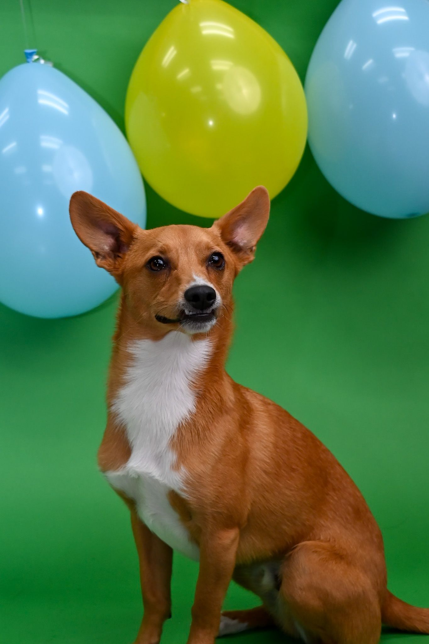 Corgi dog poses against green background with blue and yellow balloons.