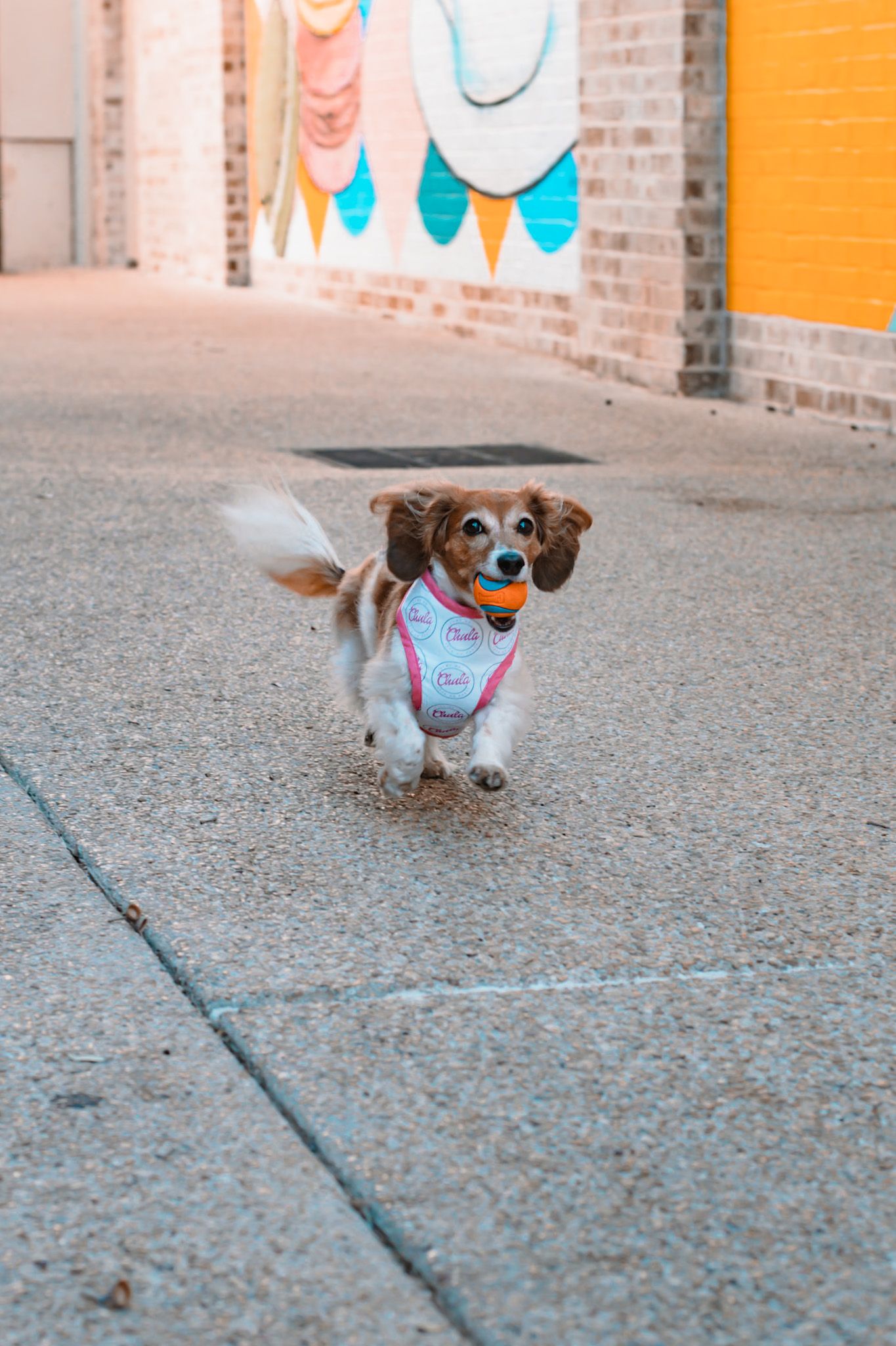 A dachshund runs playfully across concrete in front of a colorful mural wall.