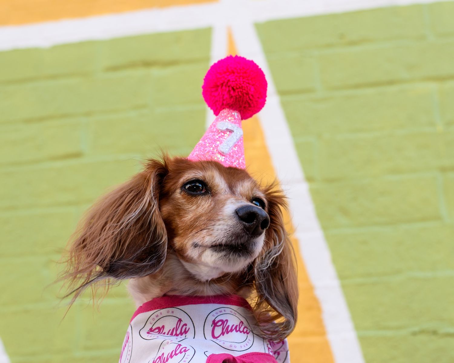 Close-up of a small dog wearing a pink party hat against a colorful wall background.
