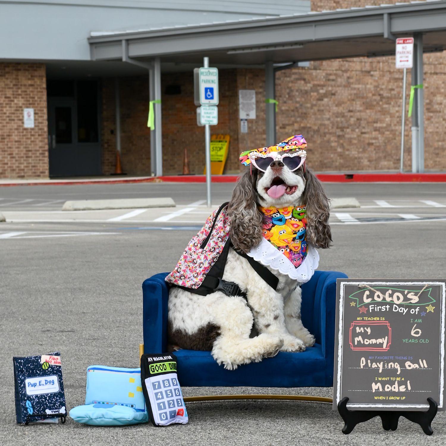 Multiple dogs posing on blue benches outside a building for graduation photos.