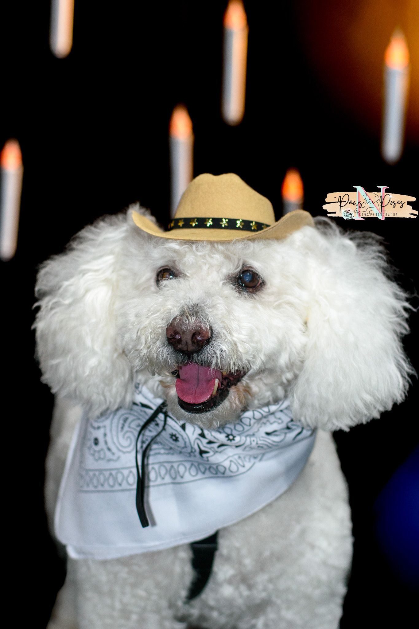 A fluffy white dog wearing a bandana poses in a series of close-up shots.