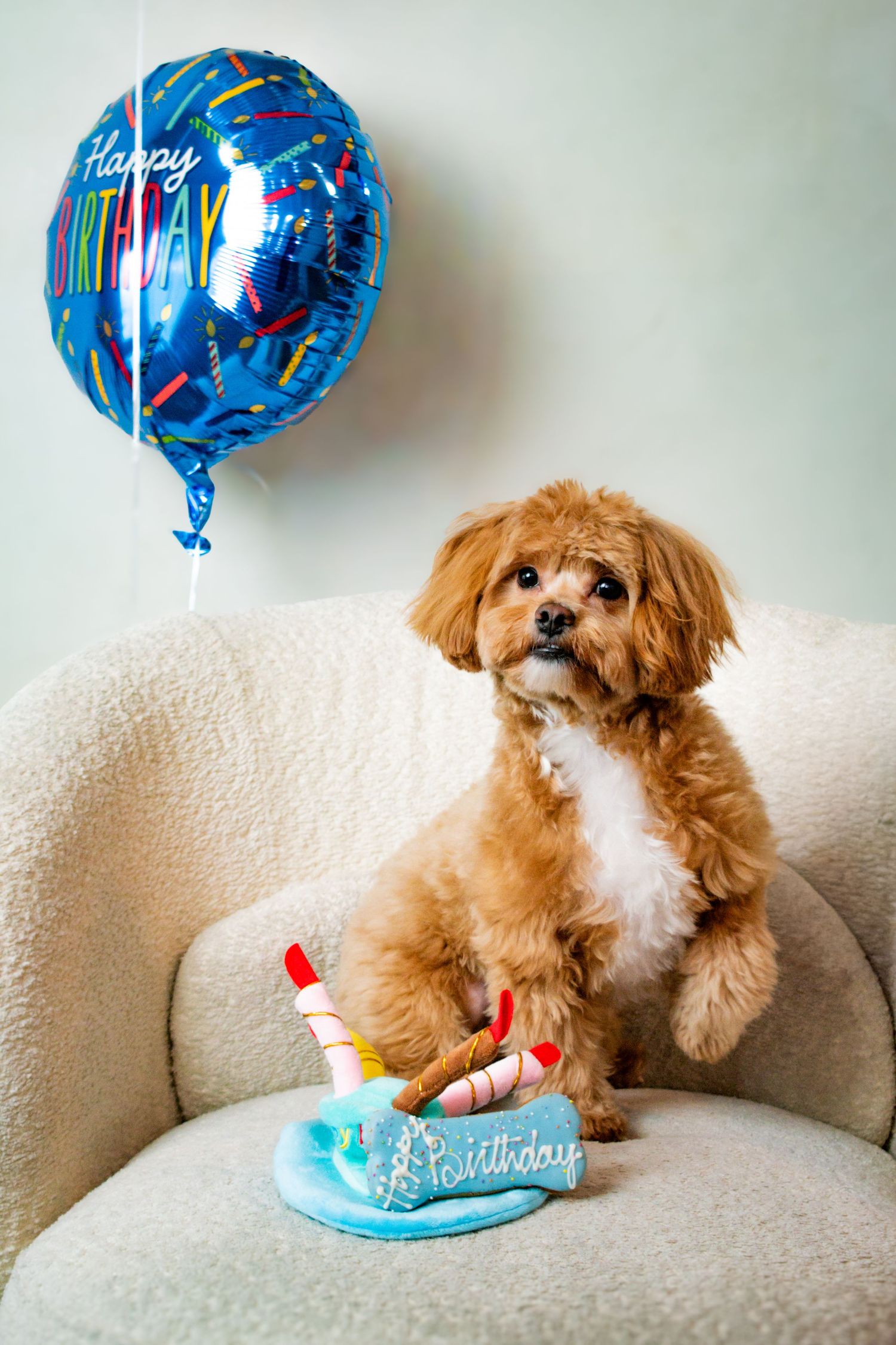 A brown toy poodle mix dog poses on a cream couch with blue birthday balloons in a series of celebratory photos.