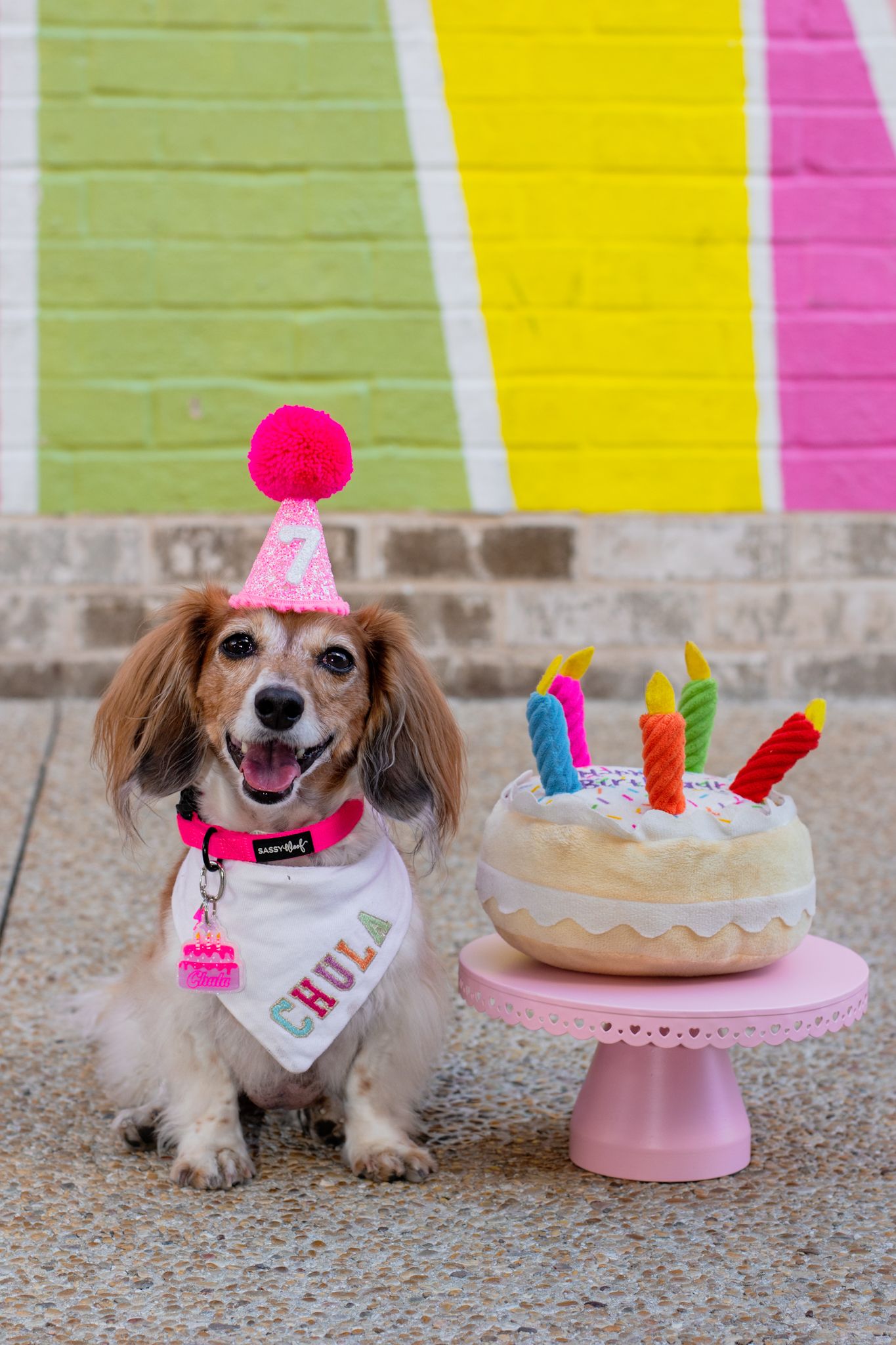 A small dog celebrates with a pink birthday cake and party hat against a colorful striped wall.