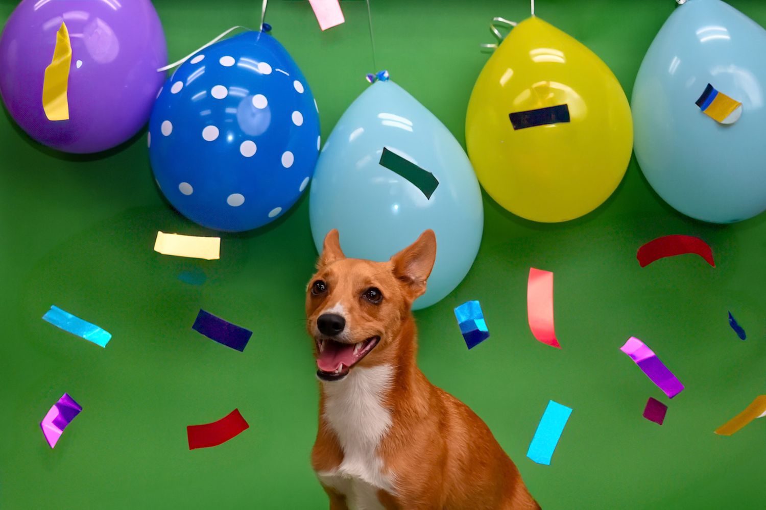 Colorful party balloons and confetti scattered on green background with a brown dog peeking into frame.