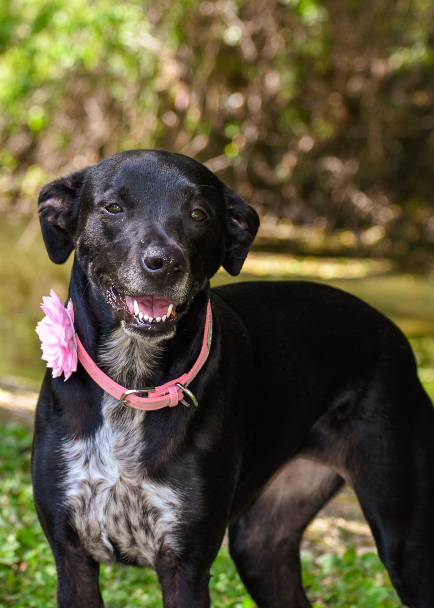 Black and white dog with pink collar smiles in natural outdoor setting.