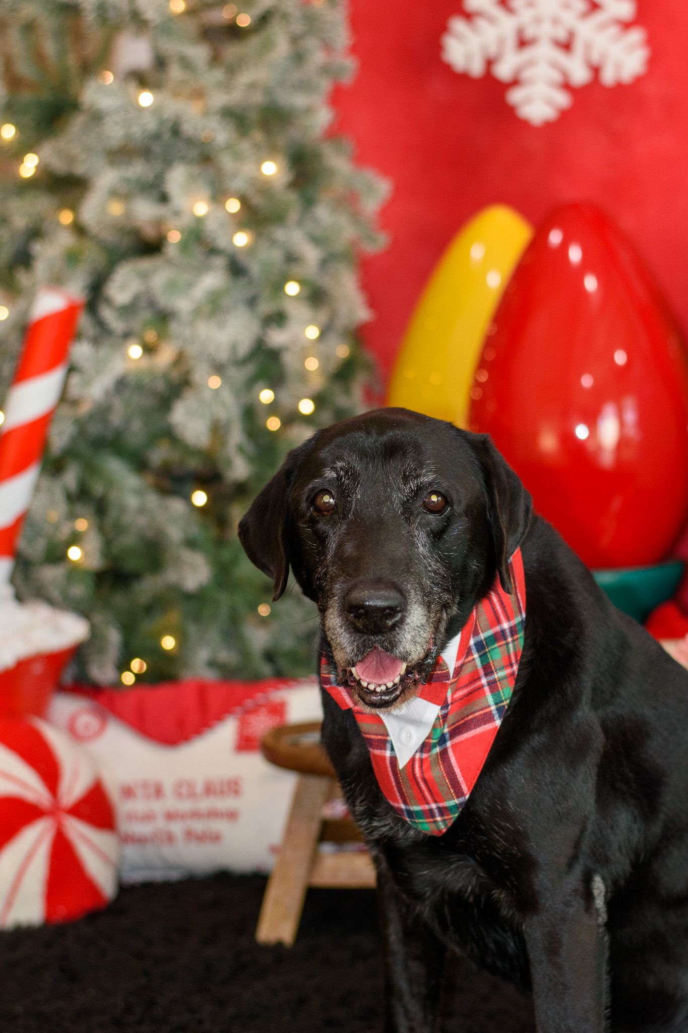 Black dog wearing festive plaid bandana poses in front of Christmas decorations and red stockings.