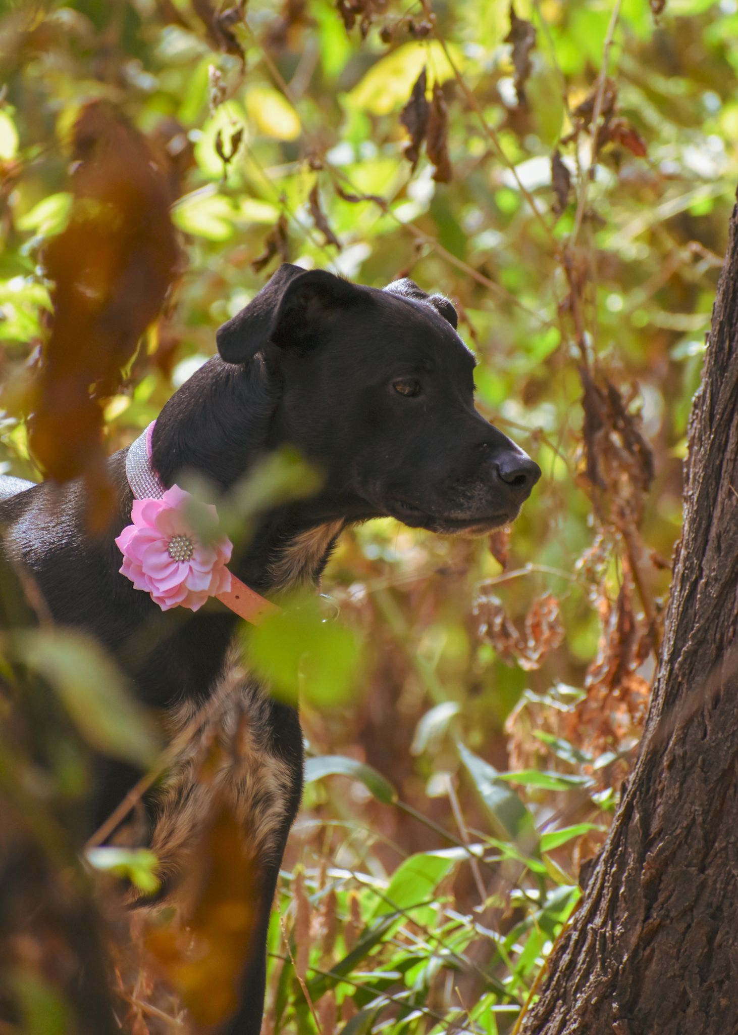Black dog wearing pink flower in garden with soft bokeh background.