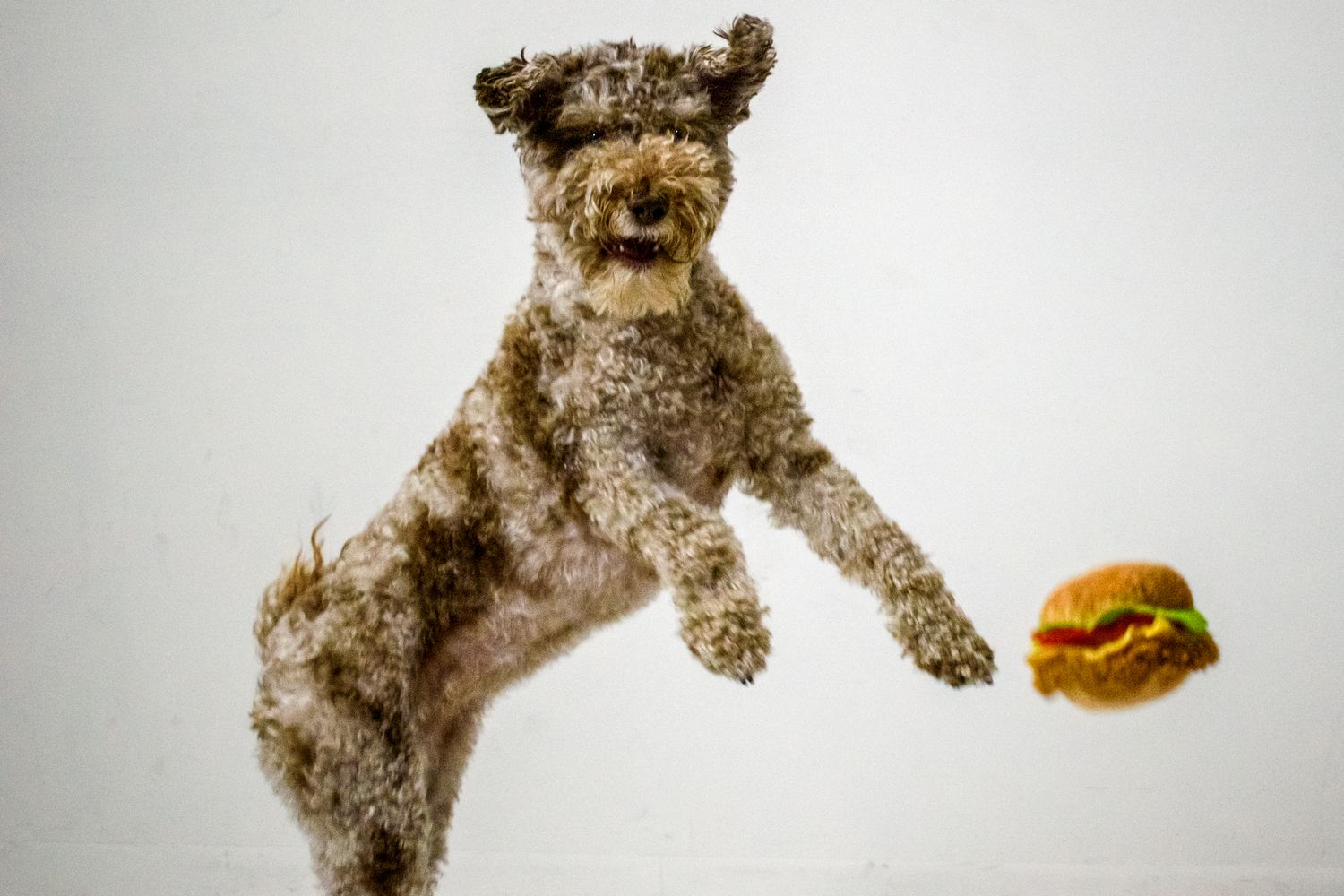 Flying dog catching hamburger in mid-air against white background.