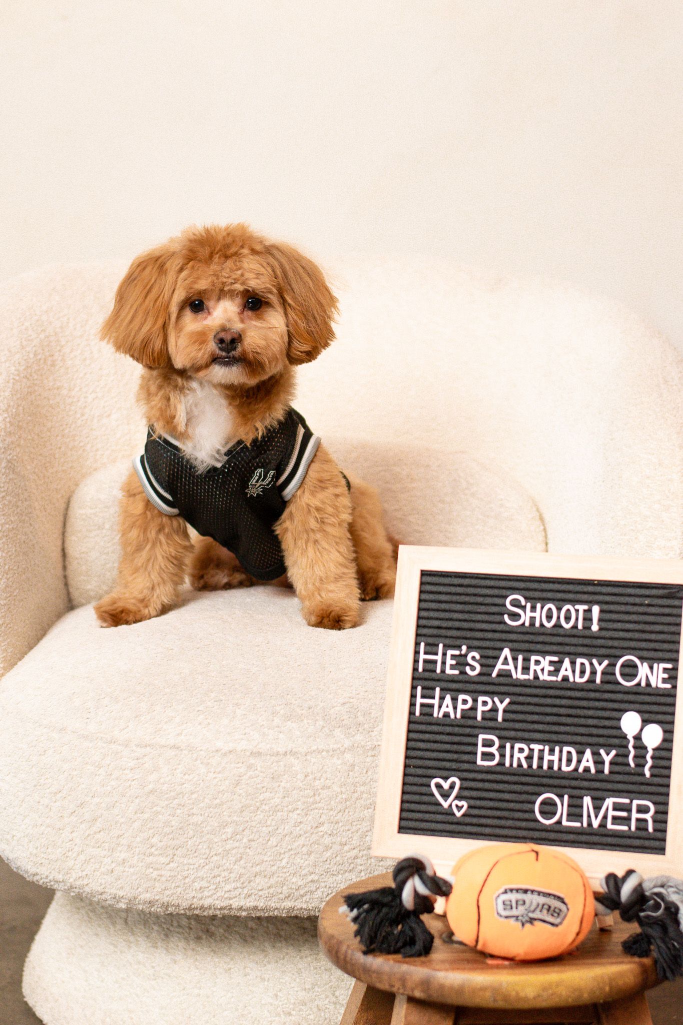 A small brown dog poses on a white couch with birthday-themed letter boards and toys.