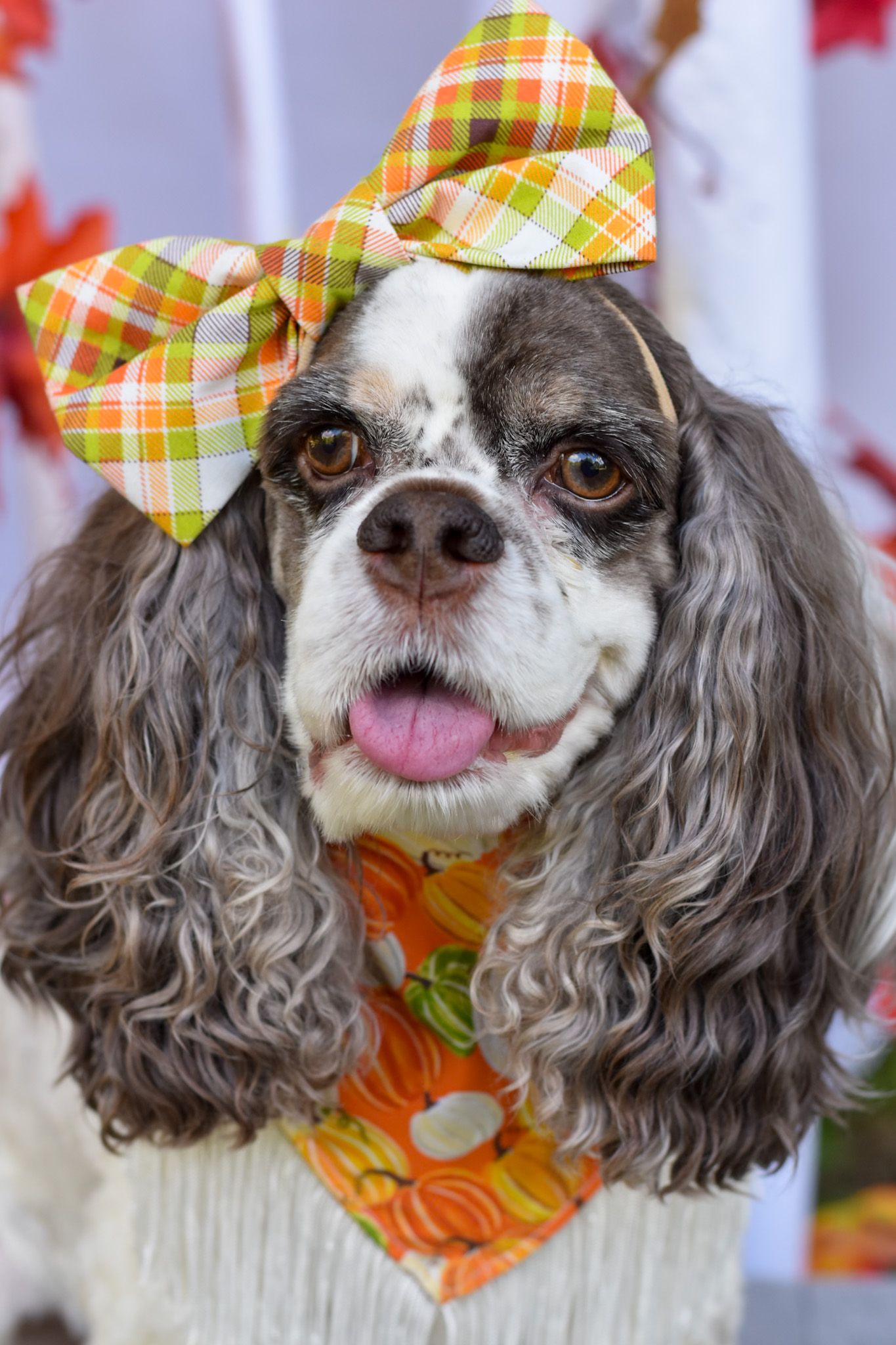 Cocker Spaniel wearing plaid bow and pumpkin bandana poses with autumn decorations.