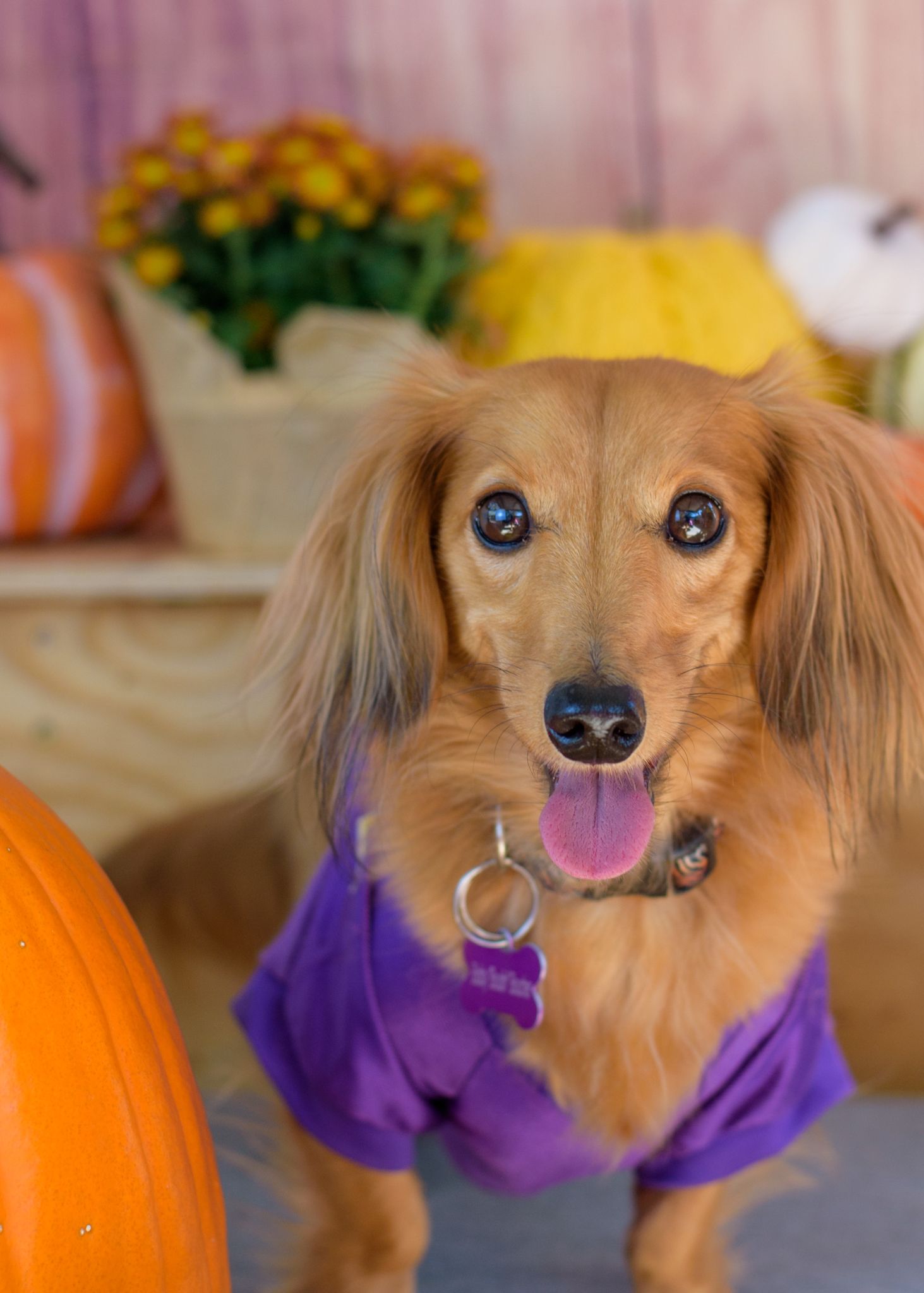 Long haired dachshund in purple outfit posing with fall pumpkins and flowers.