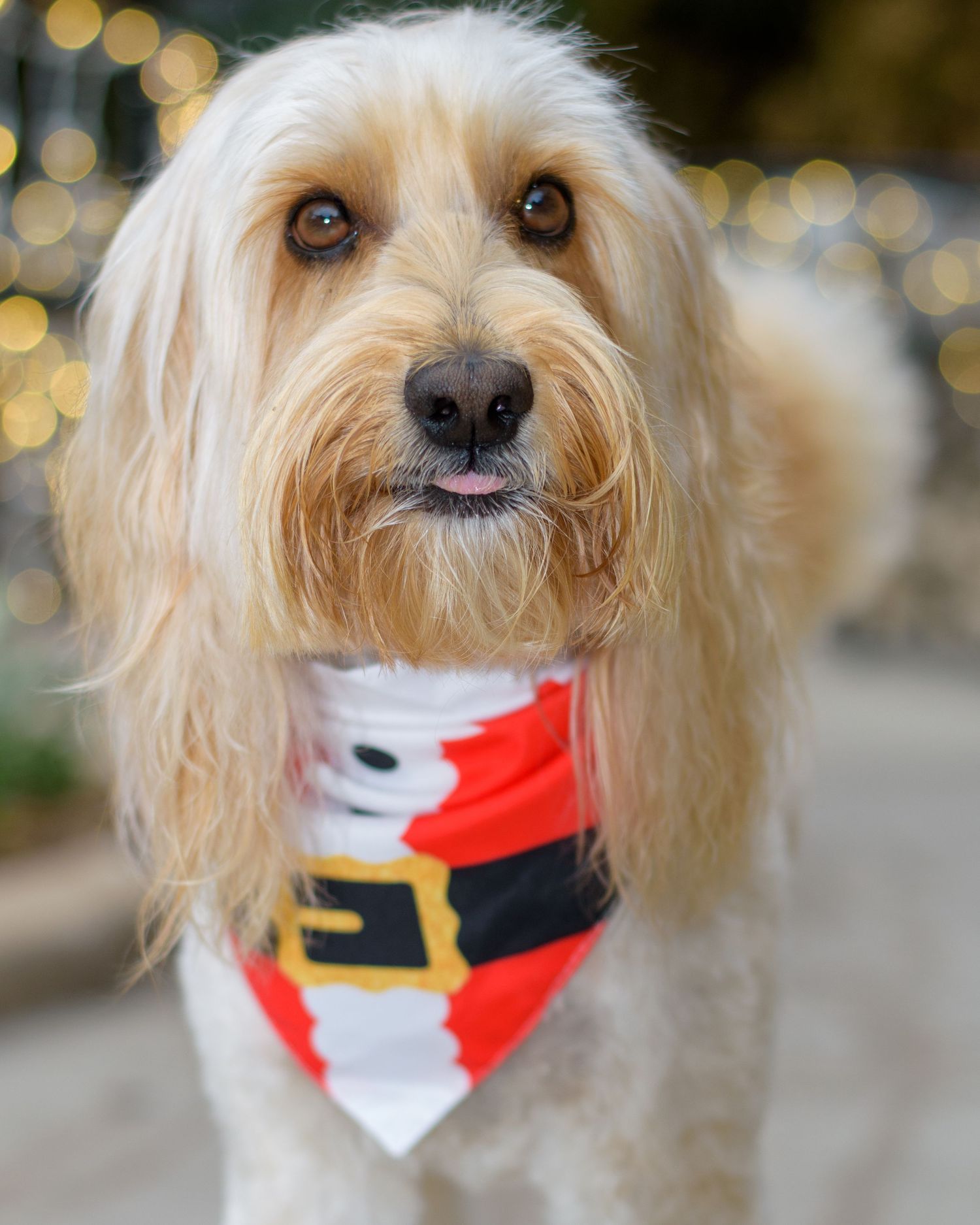 A small cream-colored dog wearing a festive red and white Santa-themed bandana with bokeh lights in the background.