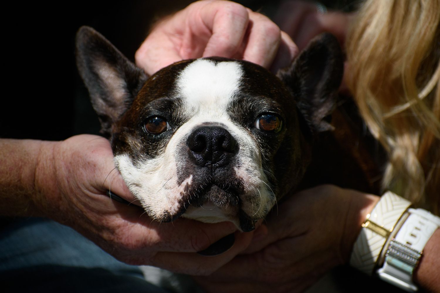 Close-up portraits of various dogs showing their facial expressions.