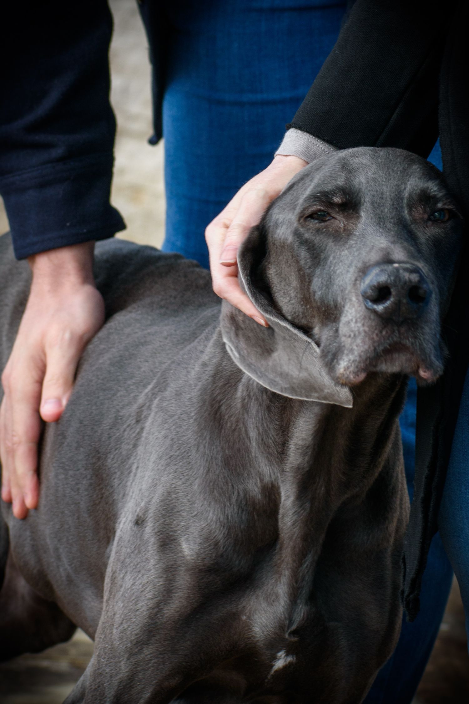 Close-up shots of a grey Great Dane's face showing different expressions.