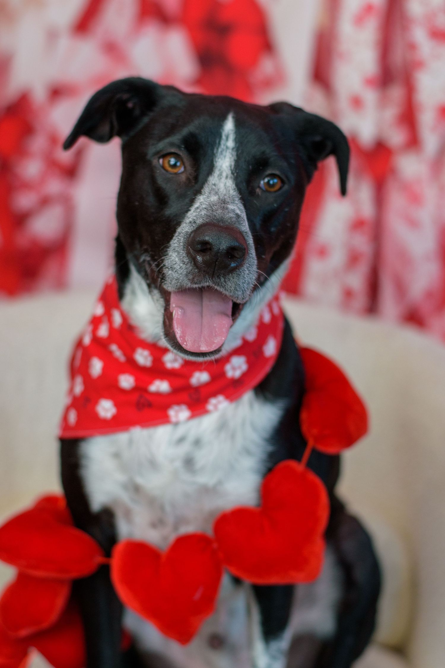 Black and white dog wearing festive red polka dot bandana and heart-shaped accessories against red and white background.