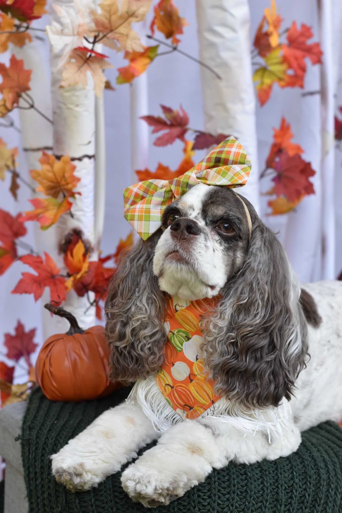 Cocker Spaniel with autumn decorations and fall leaves in seasonal portrait.