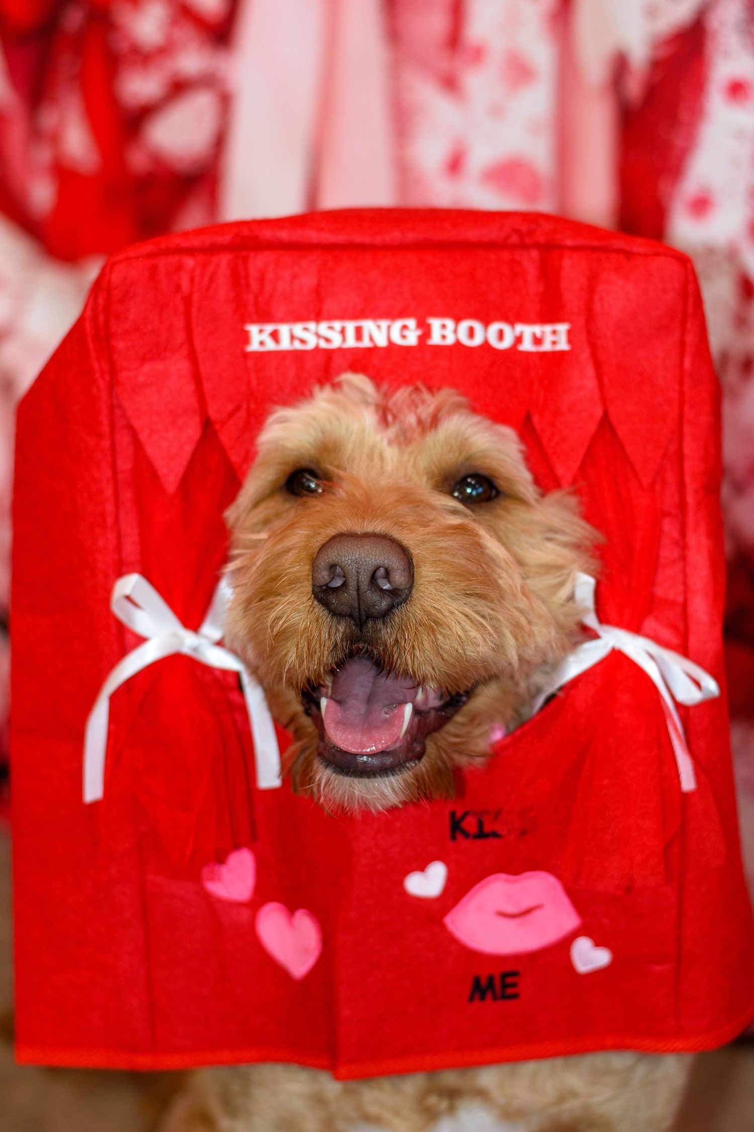 A series of red Valentine's themed kissing booth photos featuring a smiling golden retriever dog poking its nose through holes.