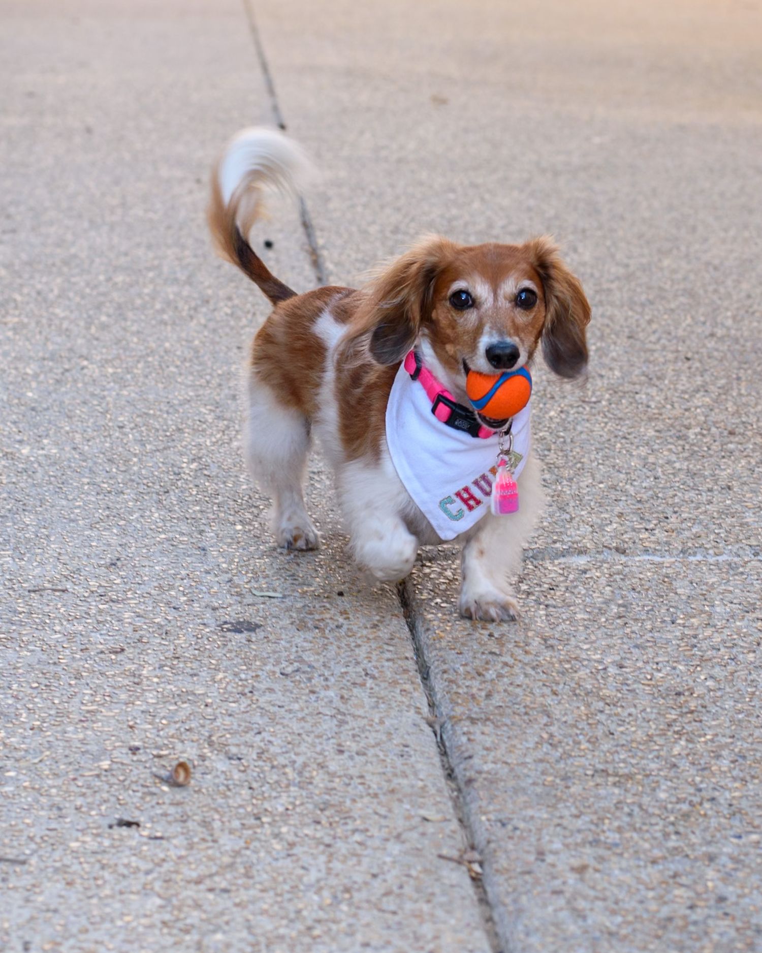 Brown and white dachshund wearing festive attire walks on concrete path.