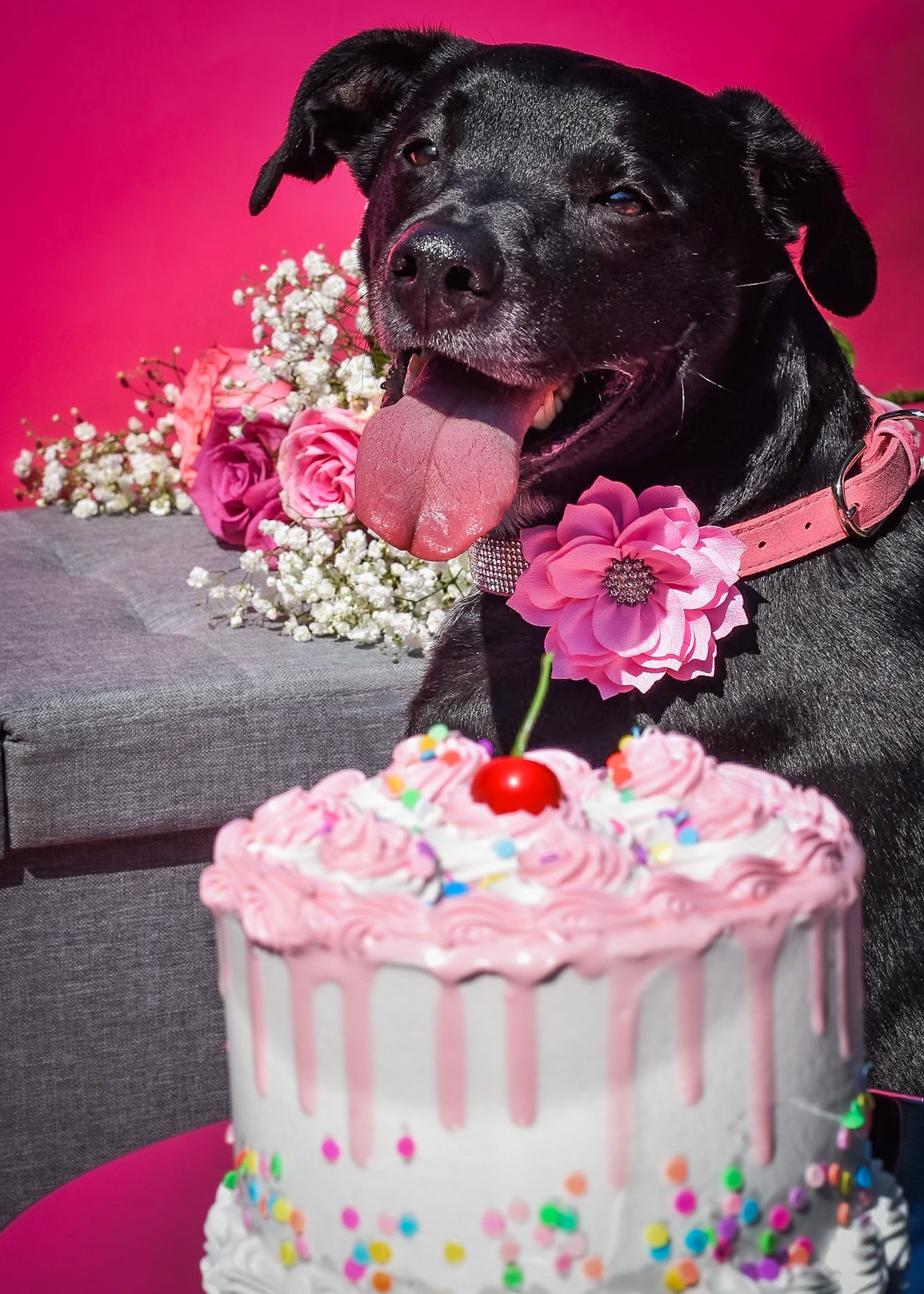 Black dog poses with pink birthday cake decorated with flowers and sprinkles against vibrant pink background.