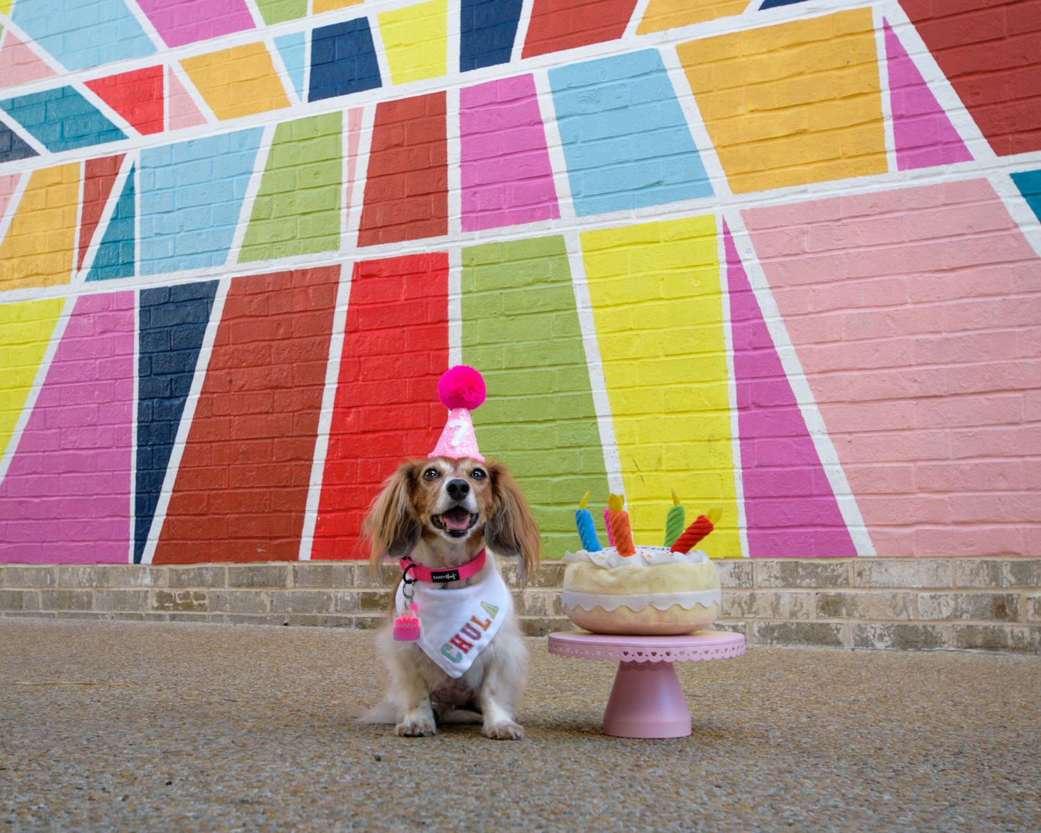 A colorful geometric mural serves as backdrop for a dog's birthday celebration setup.