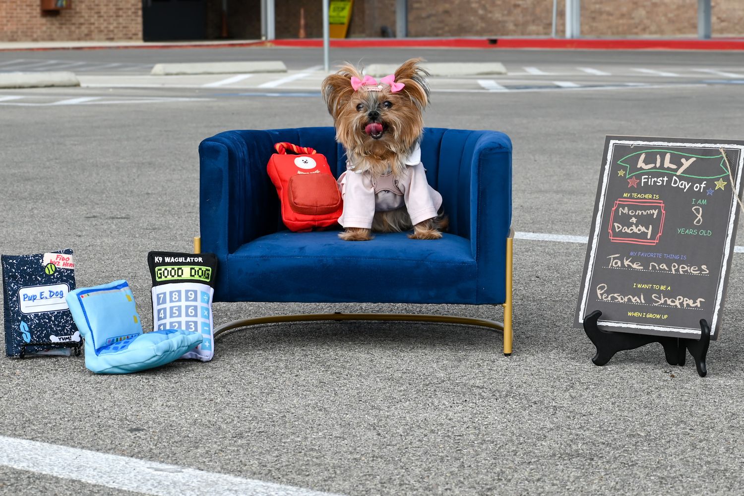Row of dogs sitting on blue benches with graduation props and signs.