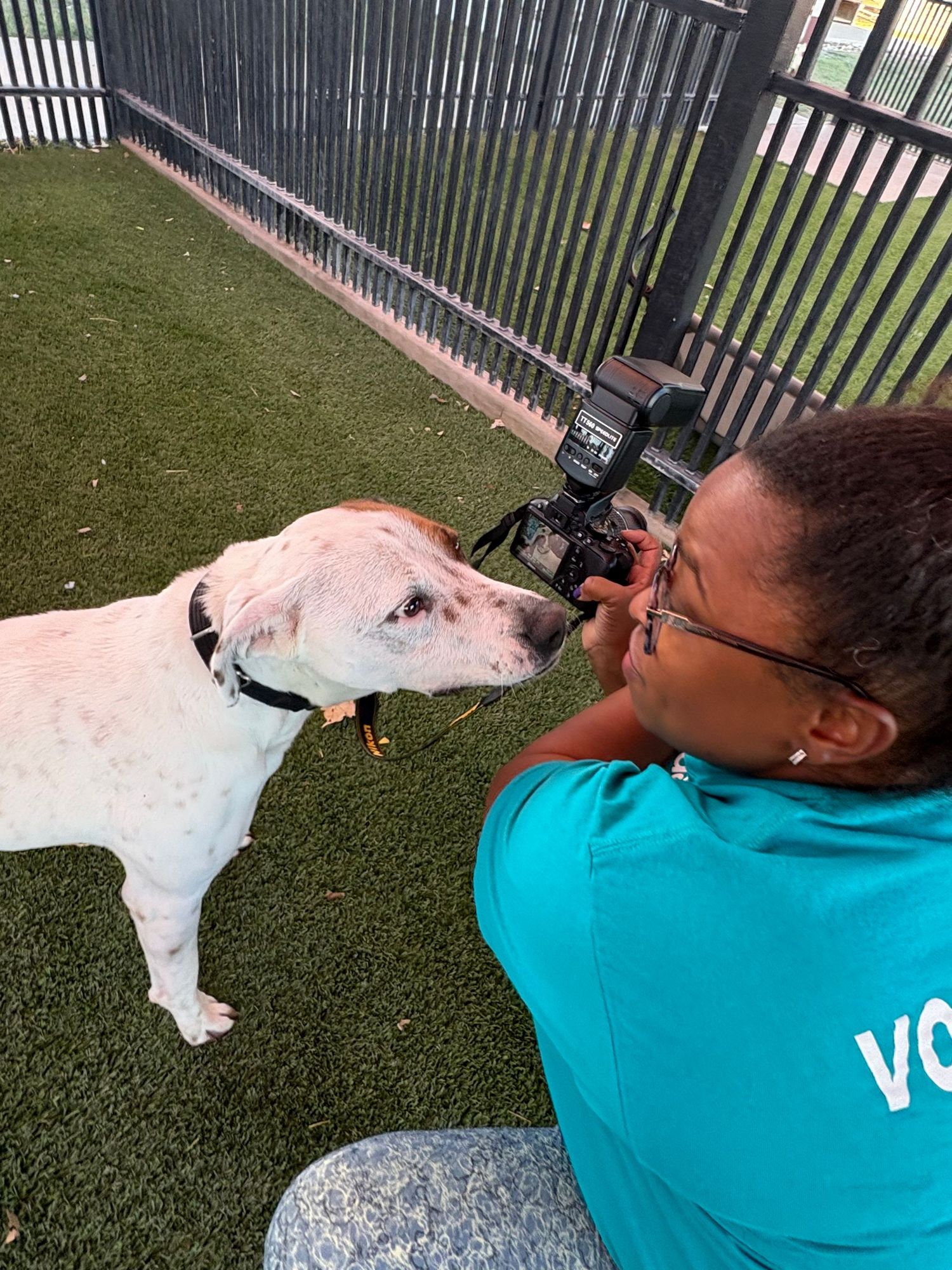 Photographer laying on grass taking close-up photos of white dog through fence.