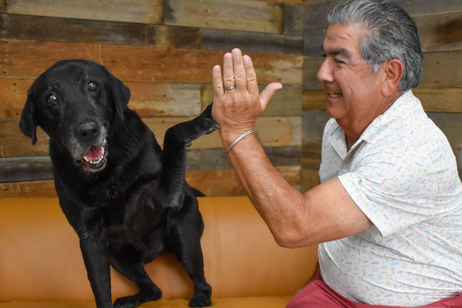 Black Labrador dog interacting playfully on a wooden bench.