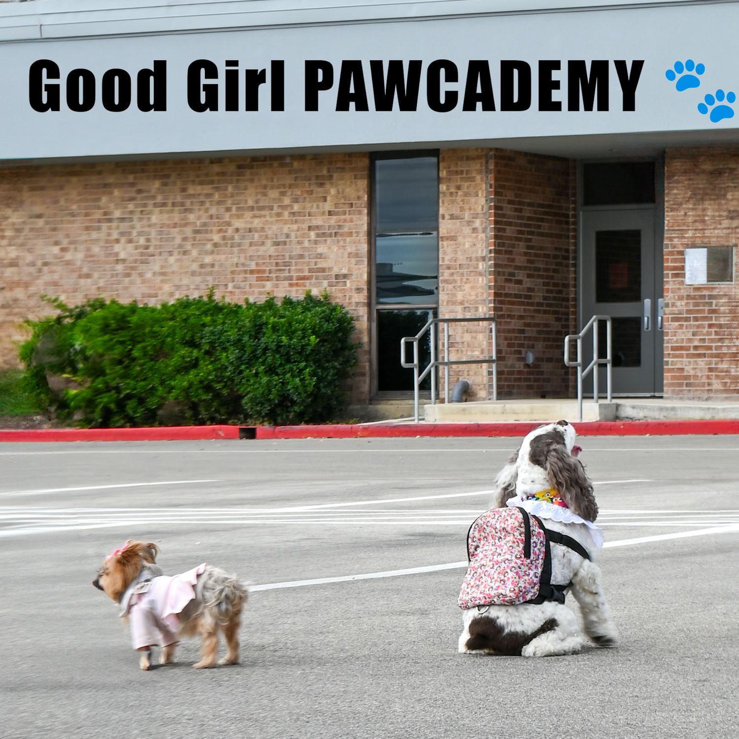 Dogs lined up outside Good Girl Pawcademy building for graduation ceremony.