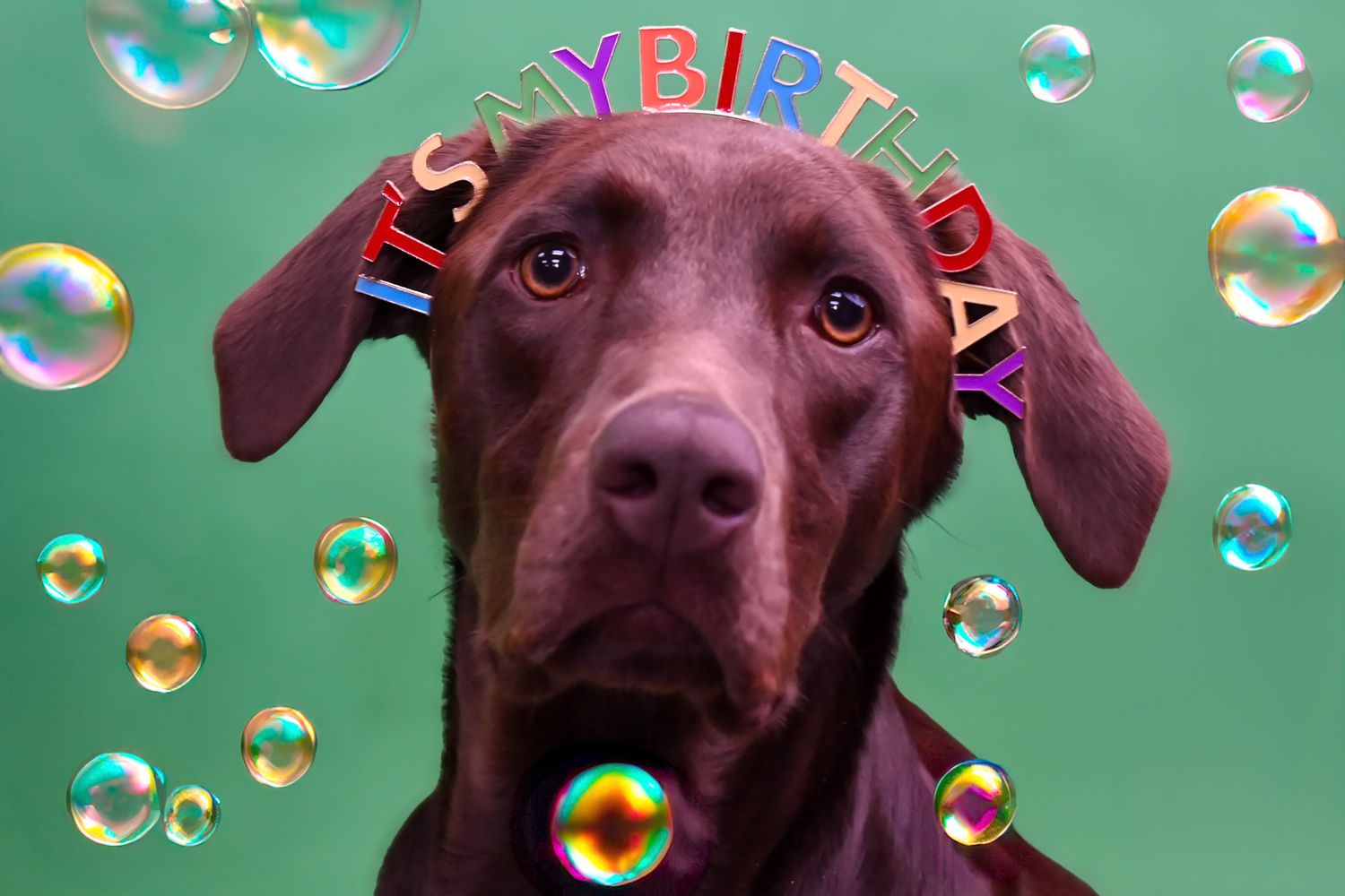 Chocolate lab looks up at soap bubbles floating against green background.