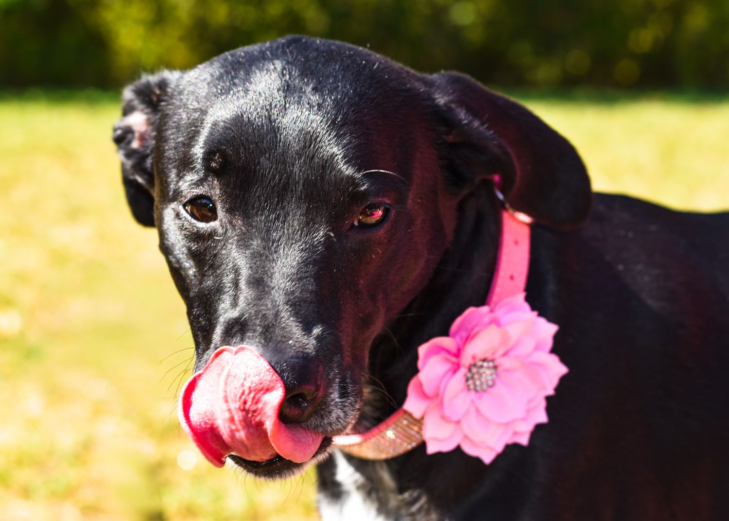Black dog wearing pink flower accessory poses in outdoor portrait series.