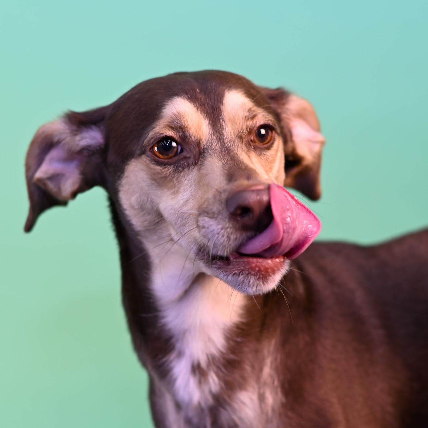 Small brown chihuahua mix dog with expressive eyes against turquoise background.