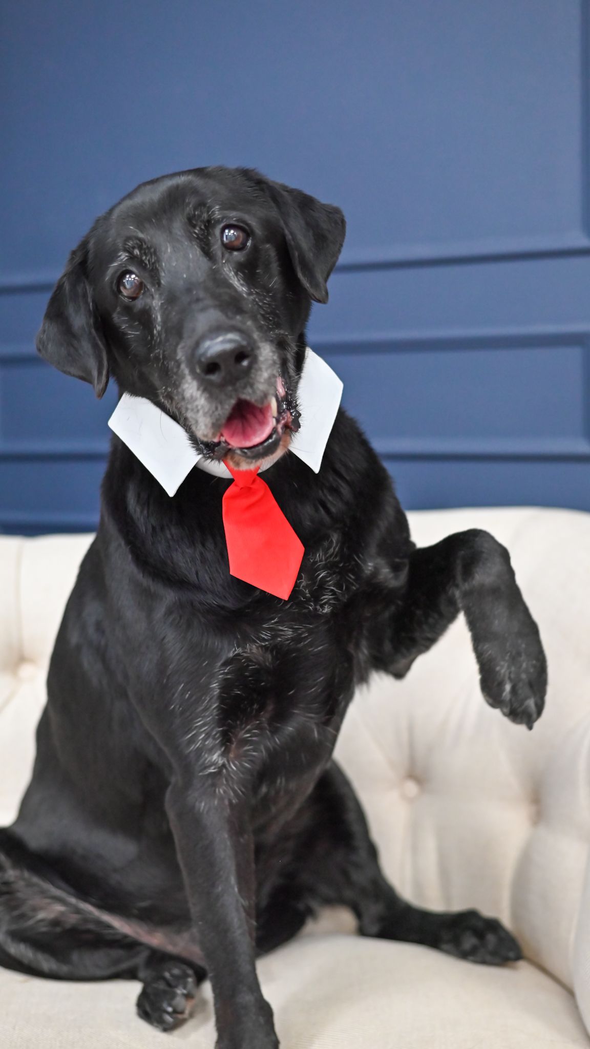 Professional black Lab in business attire poses on beige couch.
