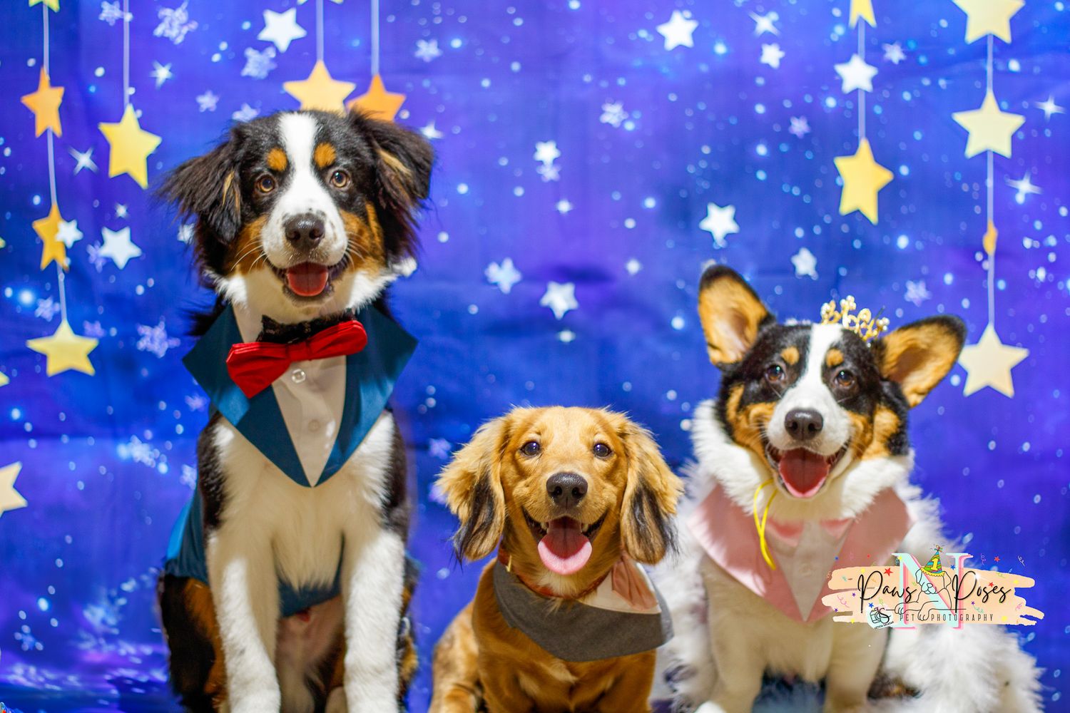 Dogs pose in festive outfits against a starry blue background for holiday photos.