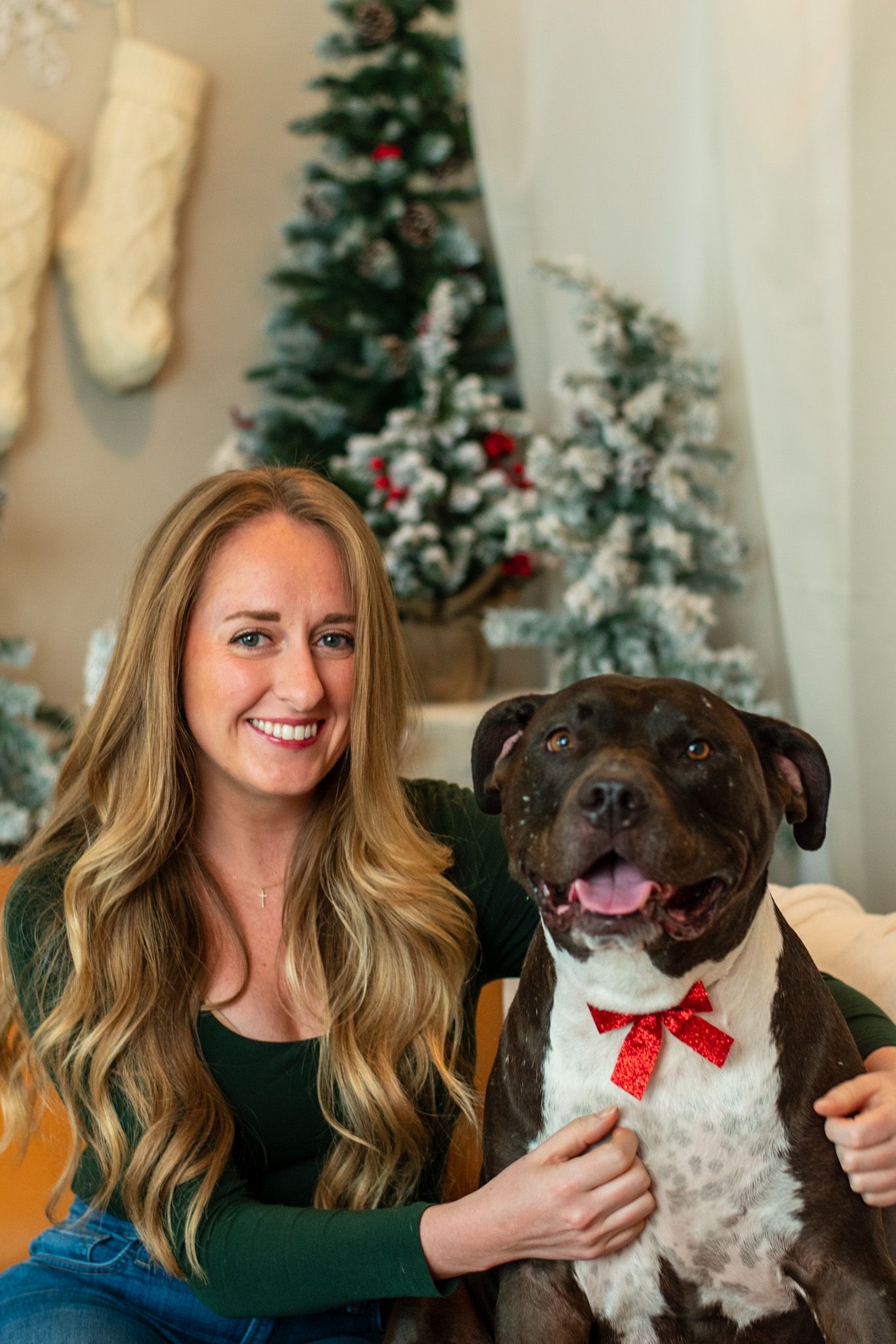 Dog wearing red bow tie poses for holiday photos in front of decorated Christmas tree.