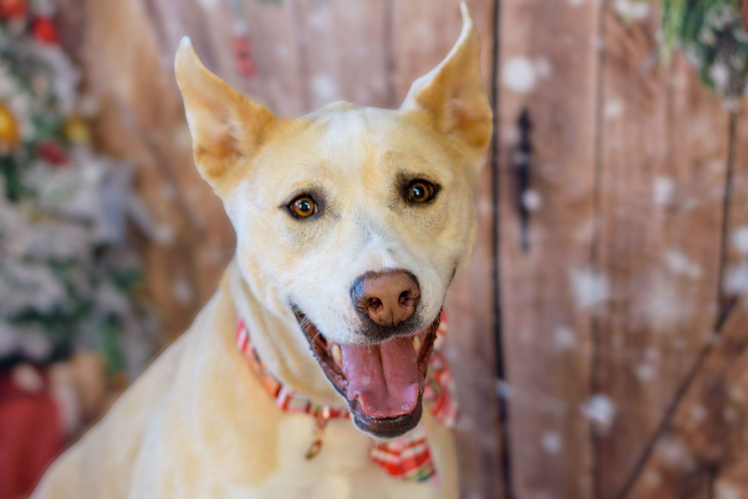 Happy cream-colored dog with pointy ears and a big smile wearing a red collar against wooden fence background.