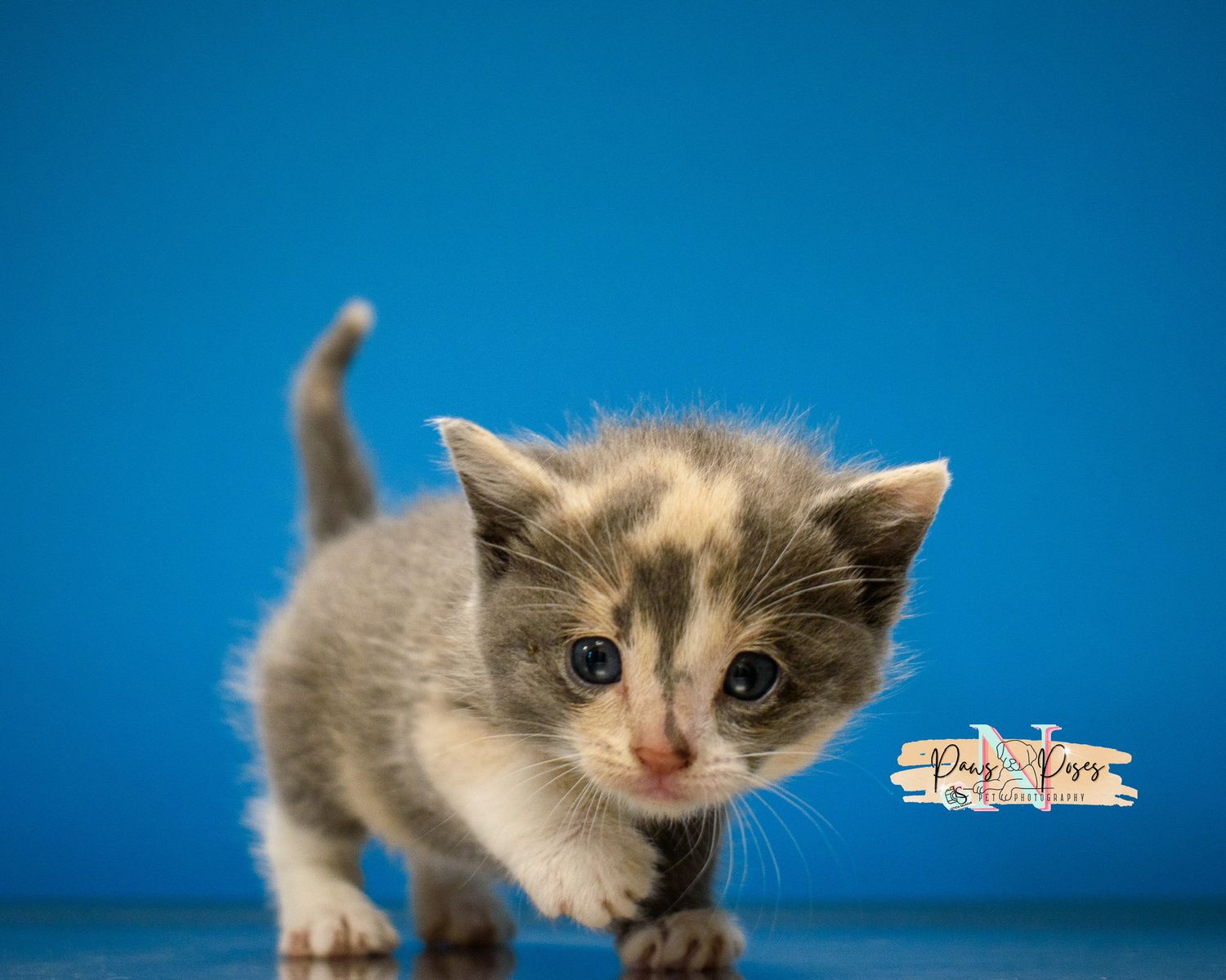 A gray and white kitten explores and plays against a bright blue background.