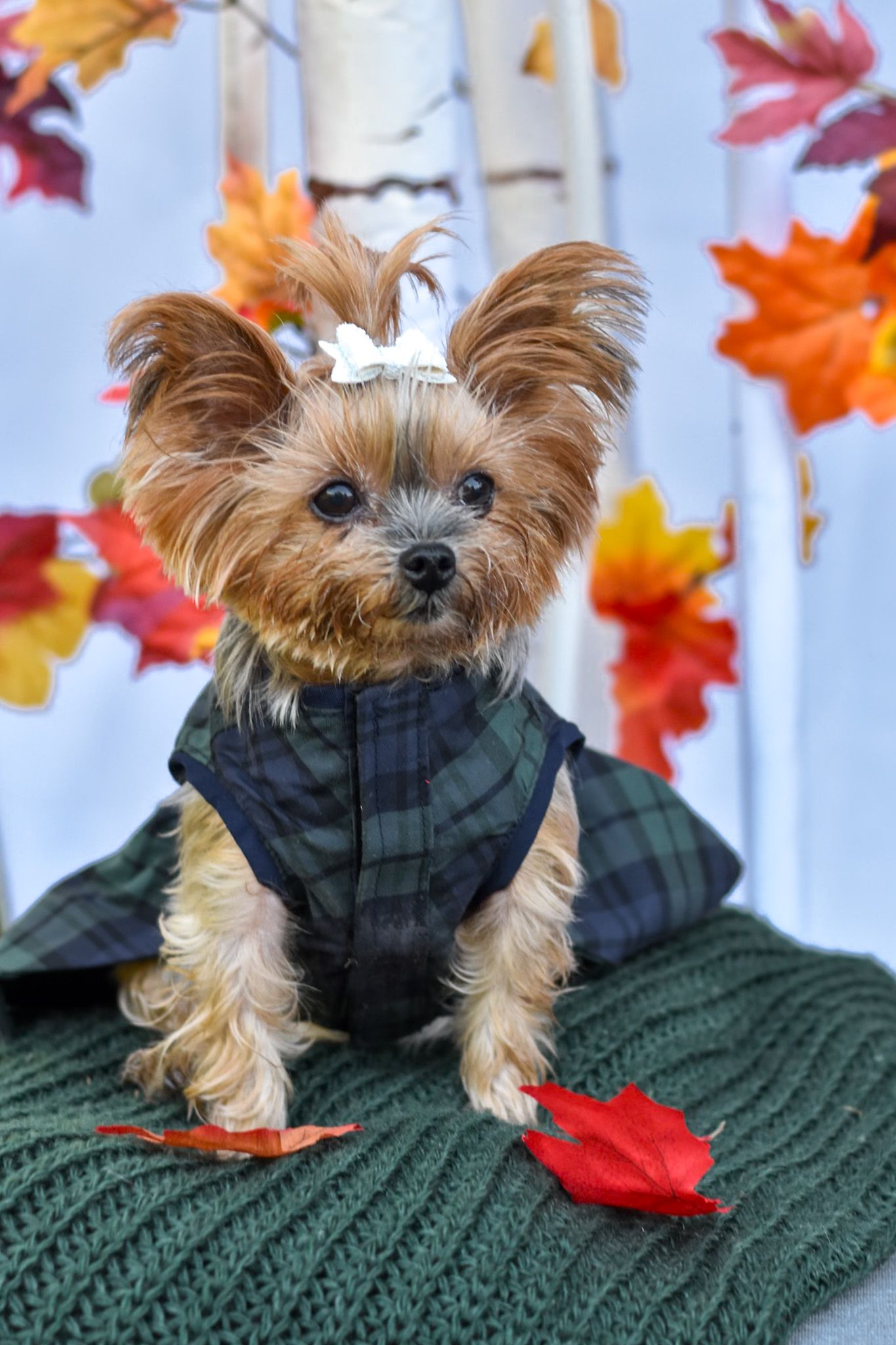 Yorkshire Terrier wearing plaid scarf rests on green knit blanket with fall leaves.