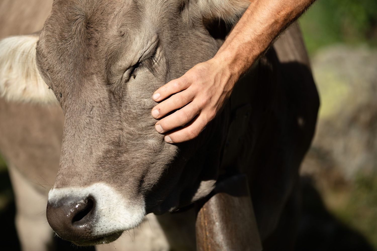 Person gently petting a grey cow on the head in an outdoor farm setting on a sunny day.