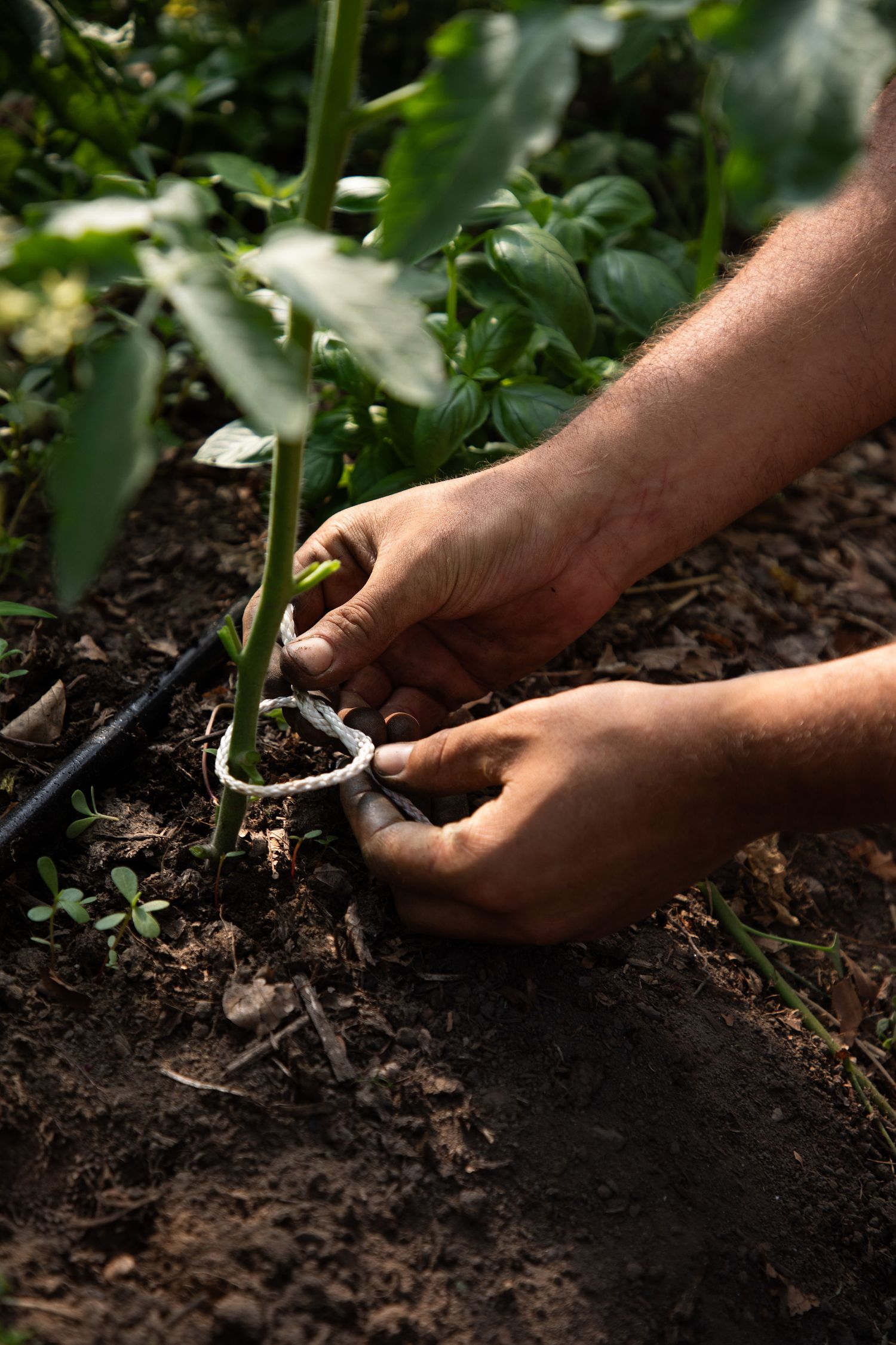 Gardener's hands securing young plant stem to support stake with white string in soil.