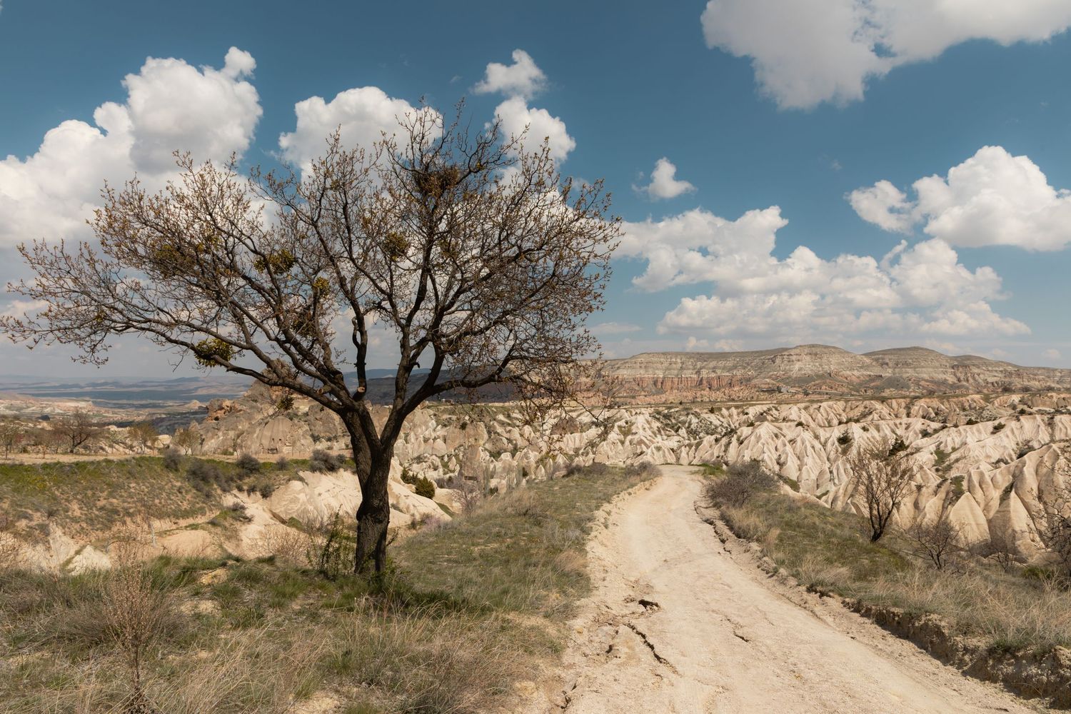 Bare tree beside a dirt road winding through Cappadocia's dramatic fairy chimney rock formations under cloudy sky.