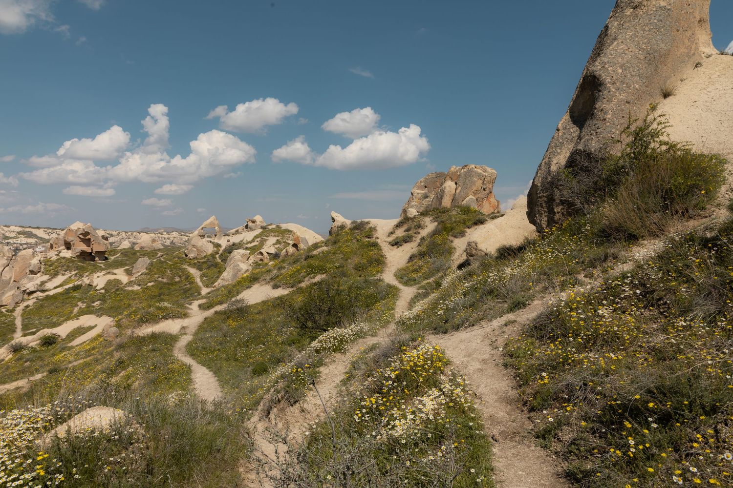 Winding hiking trail through wildflower-covered hills among Cappadocia's unique volcanic rock formations.
