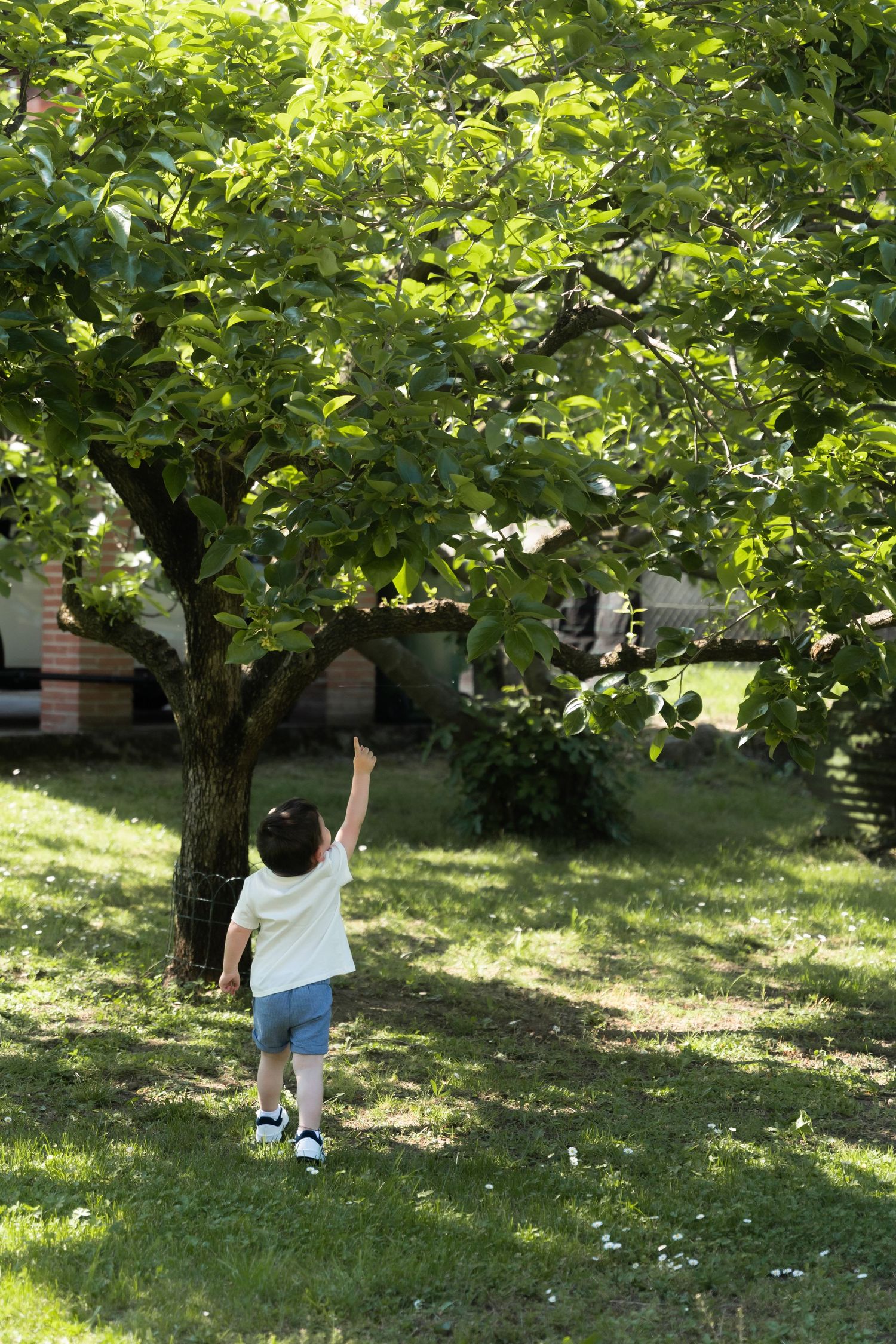 Young child pointing up at a leafy green tree in a sunlit backyard garden.