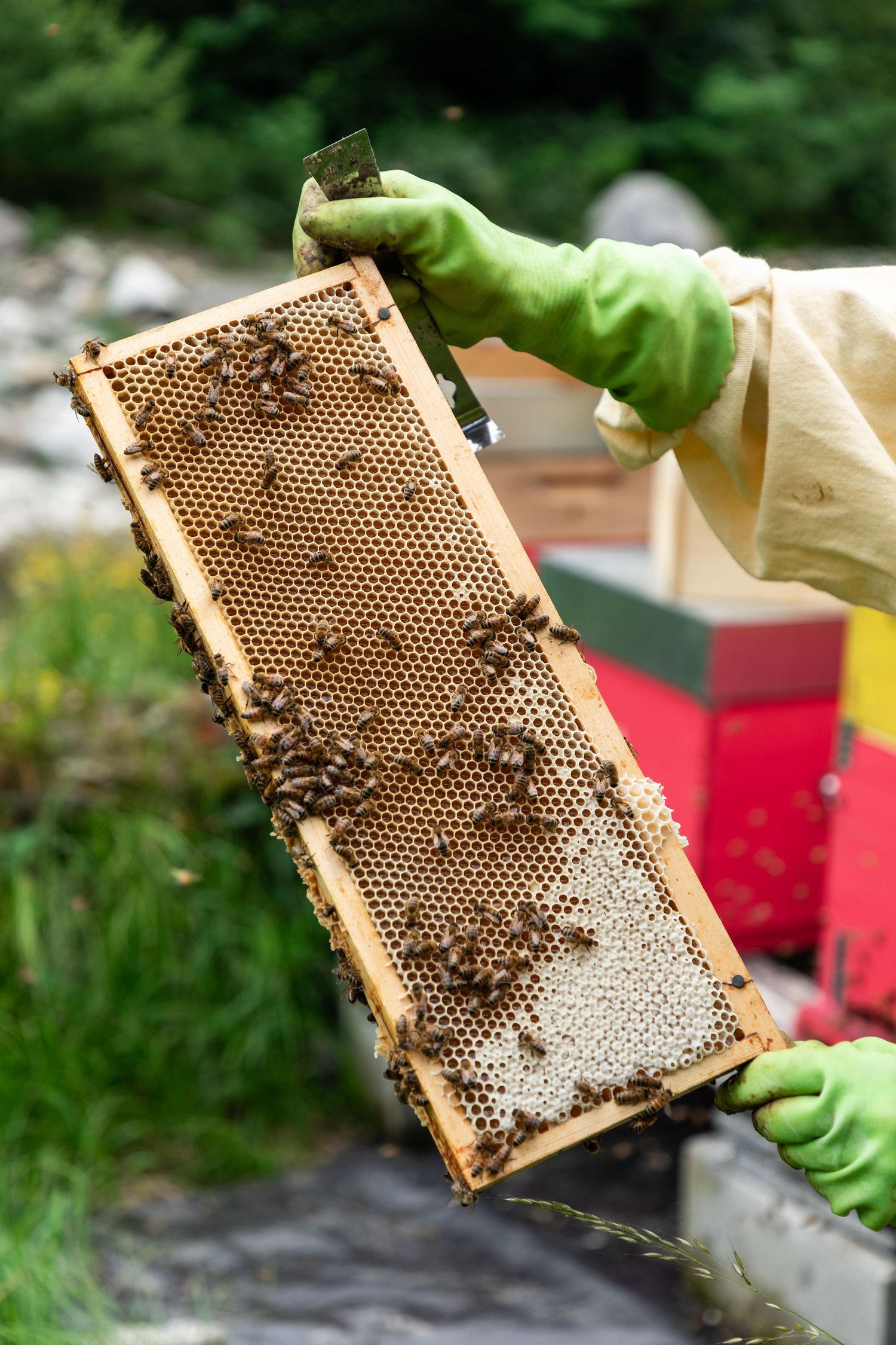 Beekeeper in green gloves holding a honeycomb frame covered with bees near colorful hive boxes.
