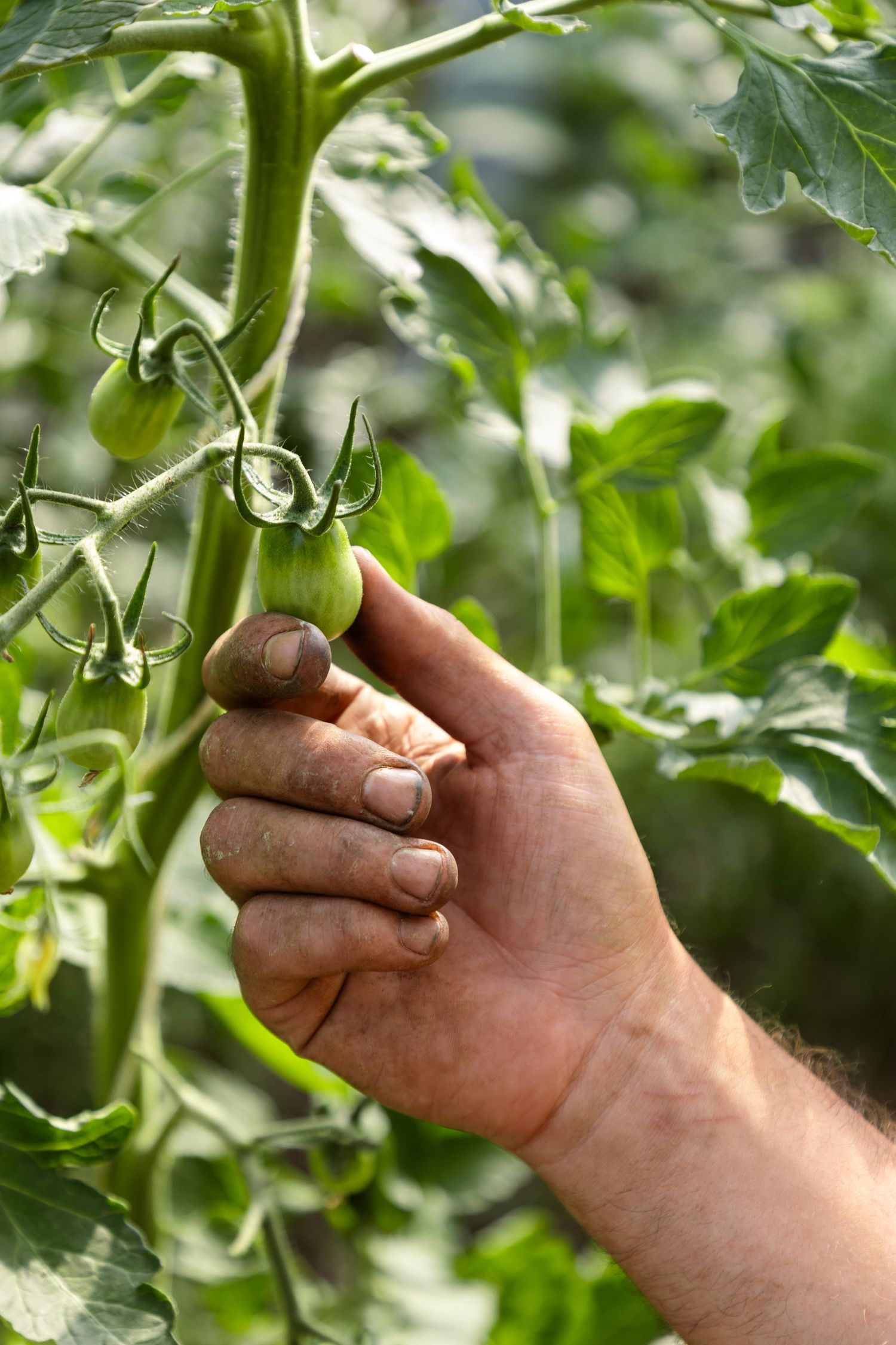 Farmer's dirty hand inspecting unripe green tomatoes growing on vine in greenhouse garden.