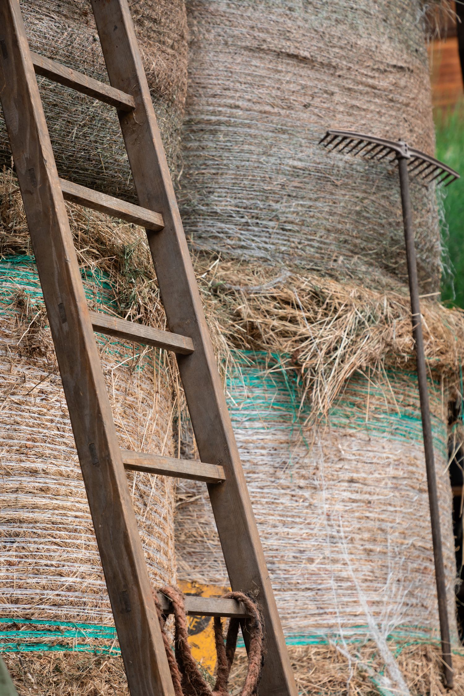 Wooden ladder leaning against large hay bales wrapped in netting with rake beside them.