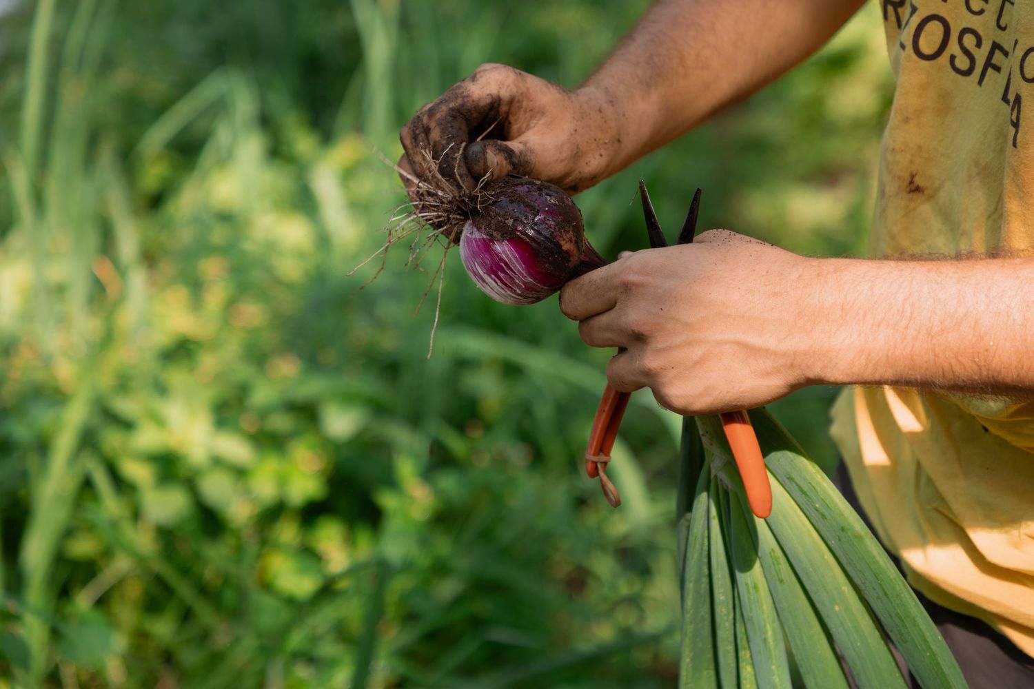 Farmer holding freshly picked red onion with green stalks in outdoor garden setting.