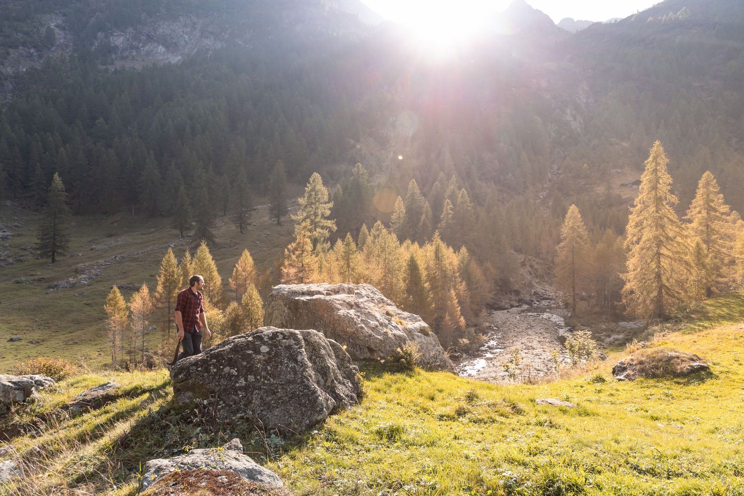 Hiker standing on rocks in a sunlit alpine meadow surrounded by golden autumn larch trees and mountains.