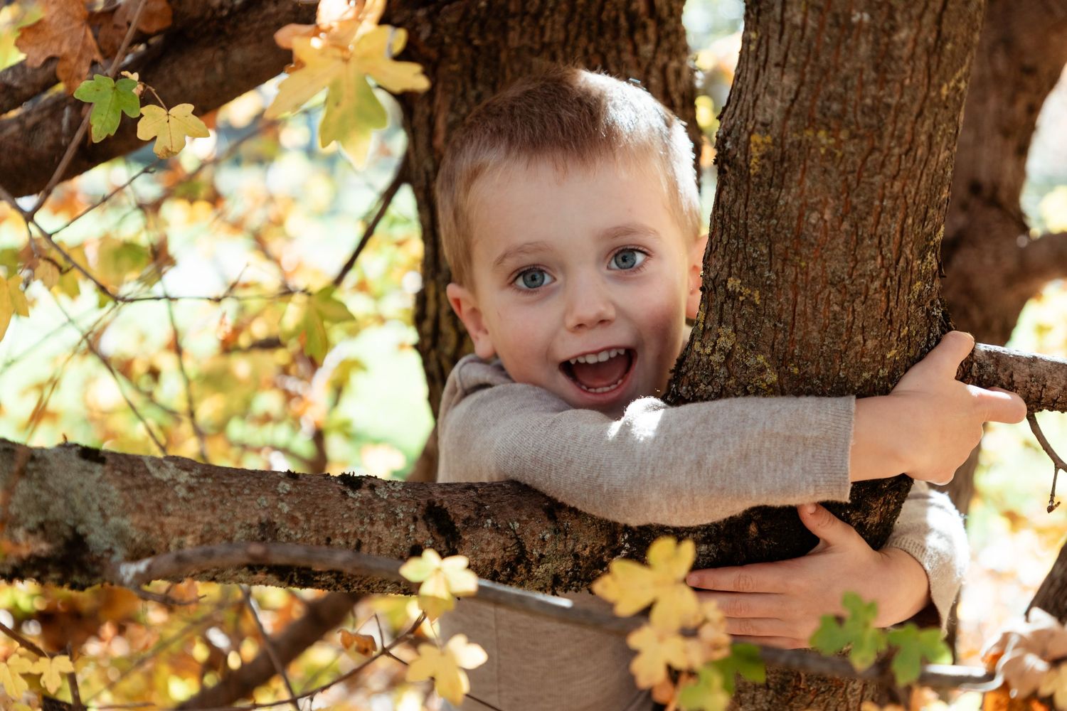 A happy toddler boy with blue eyes peeks through autumn tree branches with a big smile.