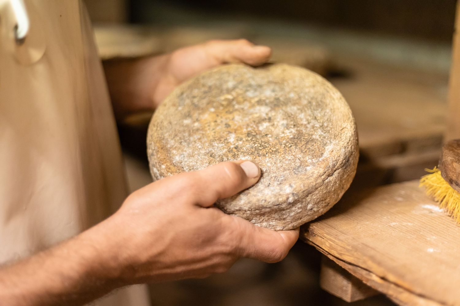 Cheesemaker holding a rustic aged wheel of cheese on wooden shelving in a cellar.