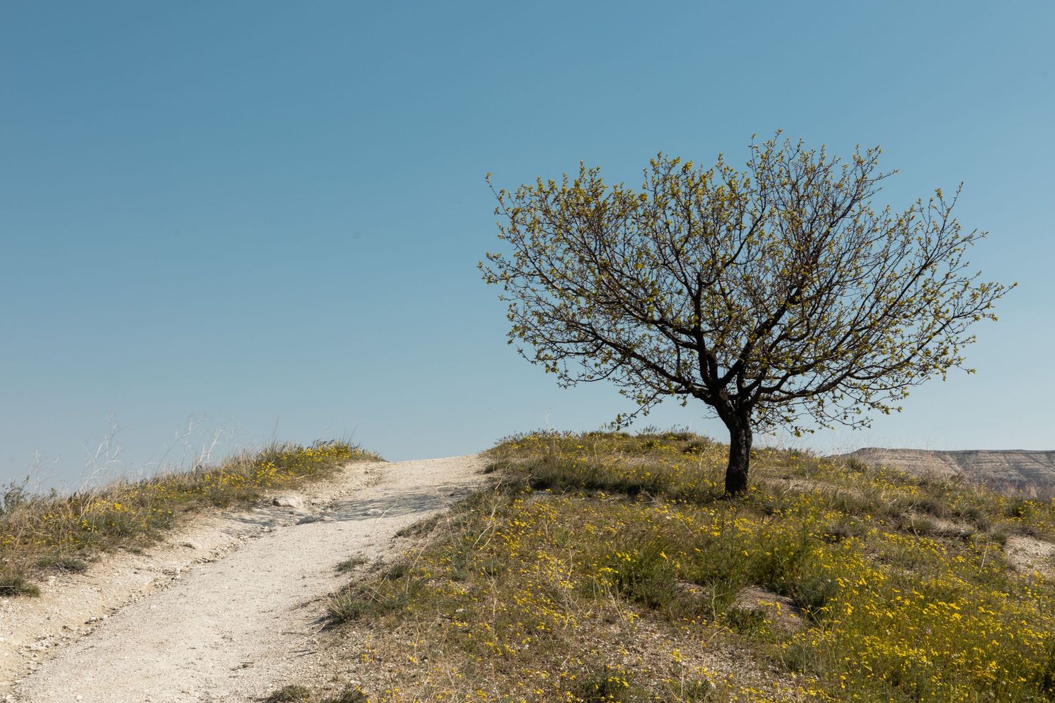 A lone tree on a sandy hill path surrounded by wildflowers with Cappadocia's rocky landscape in the background.